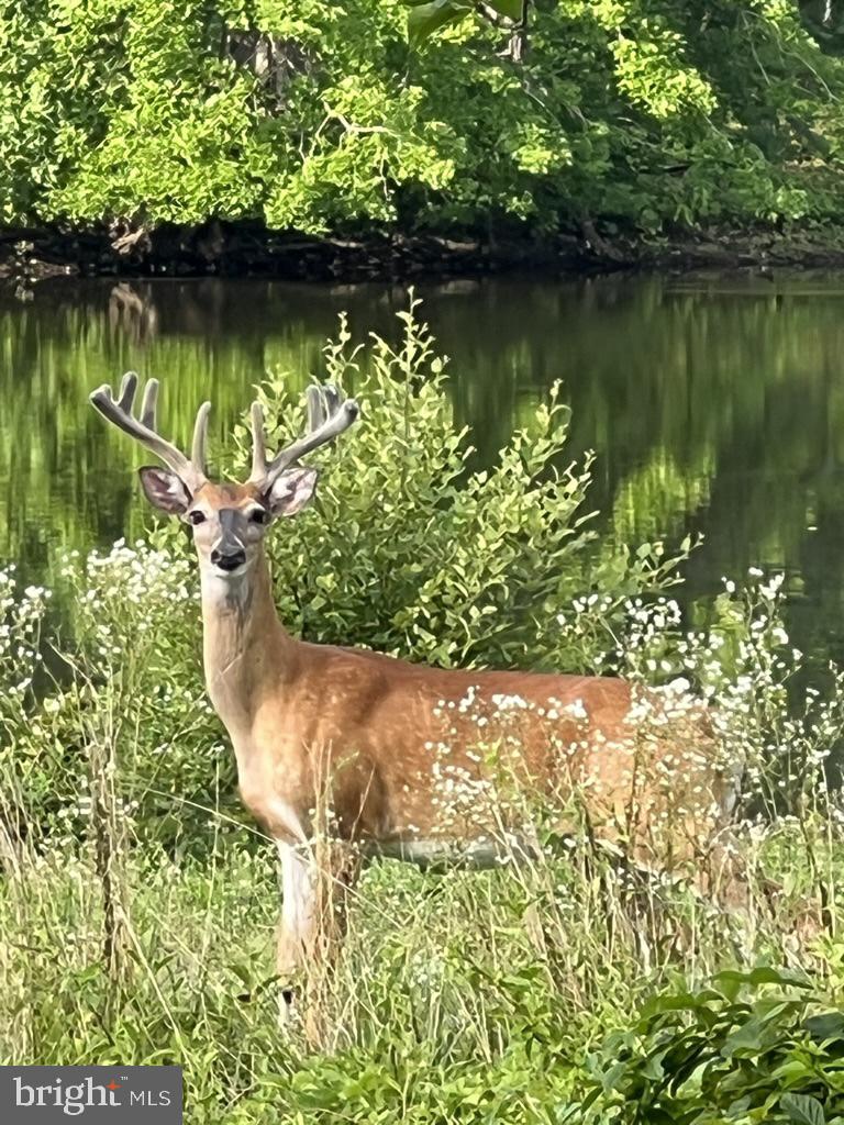 40925 ARCADIAN POND CT, ALDIE, Virginia 20105, 5 Bedrooms Bedrooms, ,4 BathroomsBathrooms,Residential,For sale,40925 ARCADIAN POND CT,VALO2109354 MLS # VALO2109354