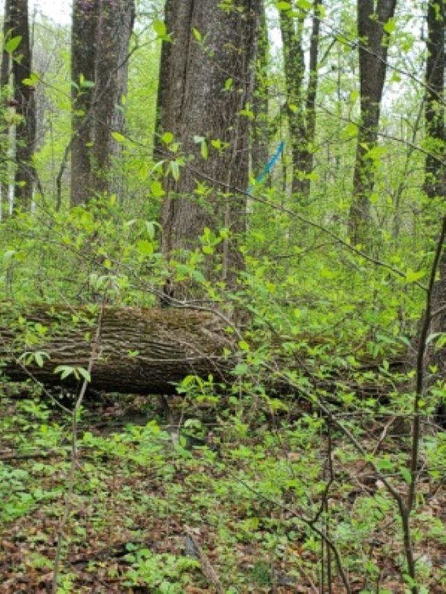 0 GAYLE LN, FRONT ROYAL, Virginia 22630, ,Land,0 GAYLE LN,670686 MLS # 670686 0 GAYLE LN, FRONT ROYAL, Virginia 22630, ,Land,0 GAYLE LN,670686 MLS # 670686