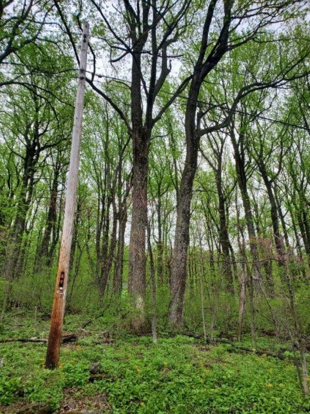 0 GAYLE LN, FRONT ROYAL, Virginia 22630, ,Land,0 GAYLE LN,670686 MLS # 670686 0 GAYLE LN, FRONT ROYAL, Virginia 22630, ,Land,0 GAYLE LN,670686 MLS # 670686