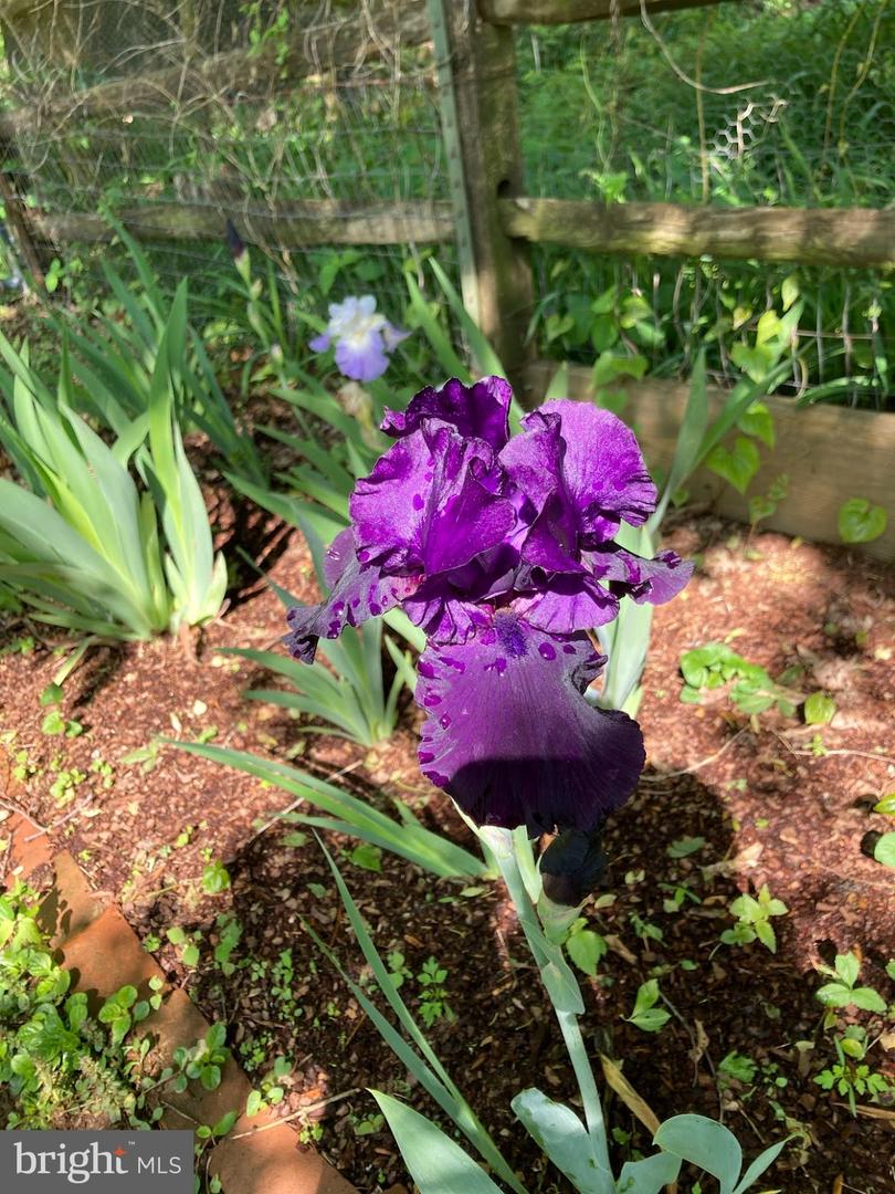 33563 SNICKERSVILLE TPKE, BLUEMONT, Virginia 20135, 3 Bedrooms Bedrooms, ,1 BathroomBathrooms,Residential,For sale,33563 SNICKERSVILLE TPKE,VALO2110424 MLS # VALO2110424