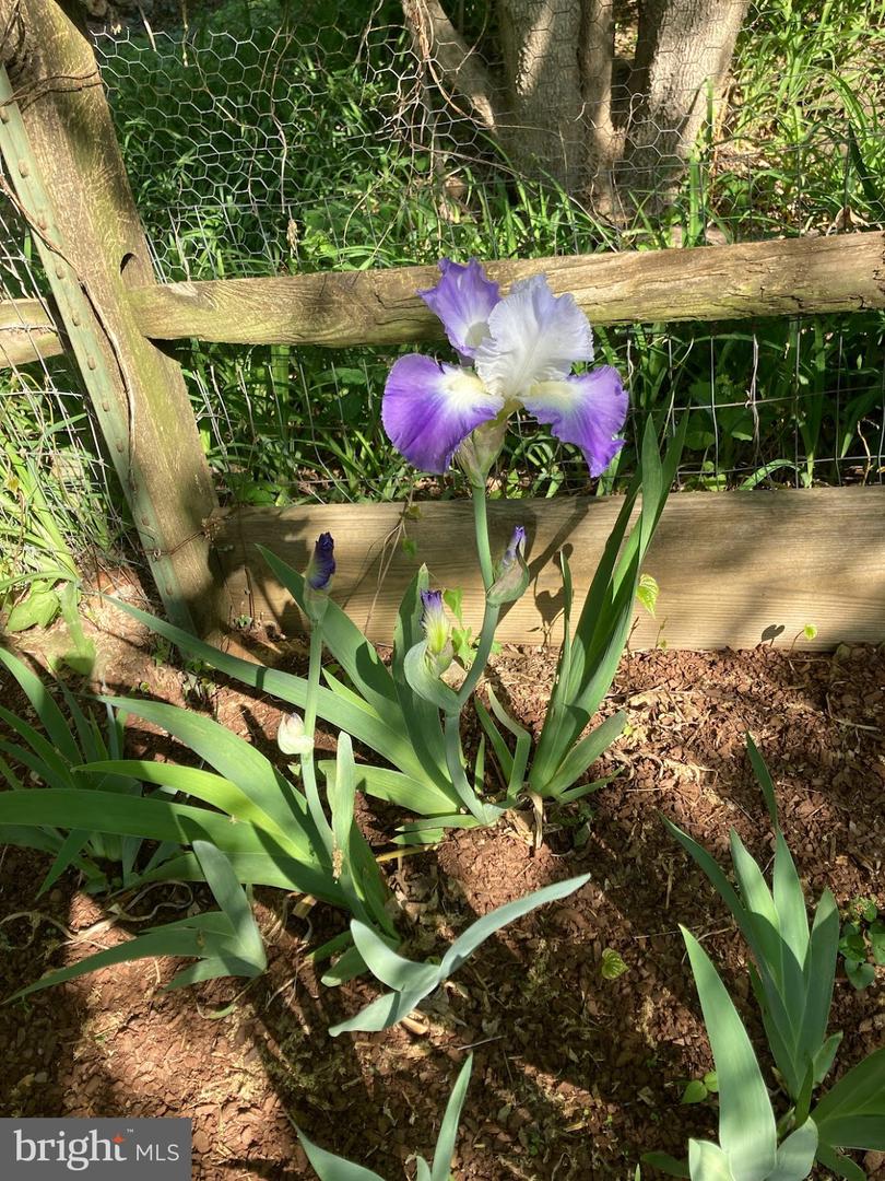 33563 SNICKERSVILLE TPKE, BLUEMONT, Virginia 20135, 3 Bedrooms Bedrooms, ,1 BathroomBathrooms,Residential,For sale,33563 SNICKERSVILLE TPKE,VALO2110424 MLS # VALO2110424