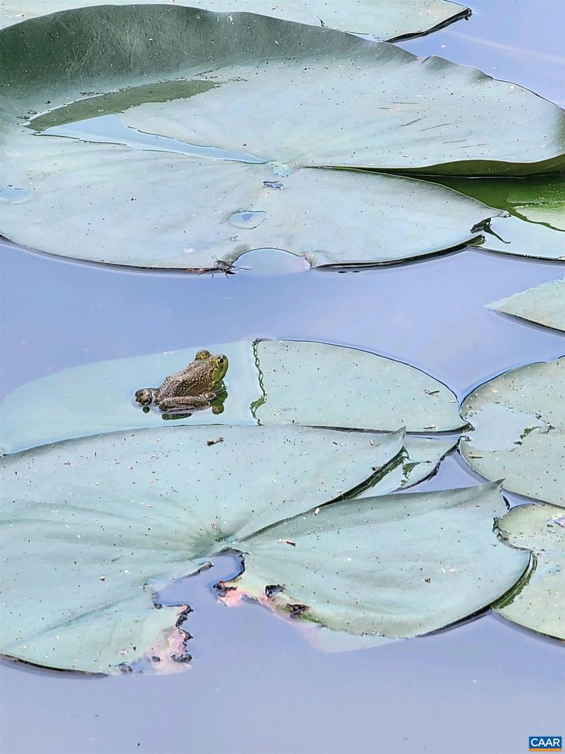 1889 POND RD, BUCKINGHAM, Virginia 23921, 5 Bedrooms Bedrooms, ,4 BathroomsBathrooms,Residential,For sale,1889 POND RD,656835 MLS # 656835 1889 POND RD, BUCKINGHAM, Virginia 23921, 5 Bedrooms Bedrooms, ,4 BathroomsBathrooms,Residential,For sale,1889 POND RD,656835 MLS # 656835