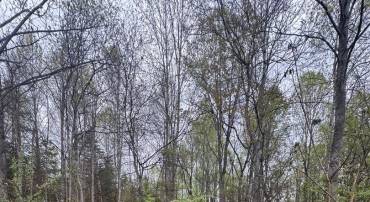 OLD STILLHOUSE RD, CULPEPER, Virginia 22701, ,Land,For sale,OLD STILLHOUSE RD,VACU2010182 MLS # VACU2010182