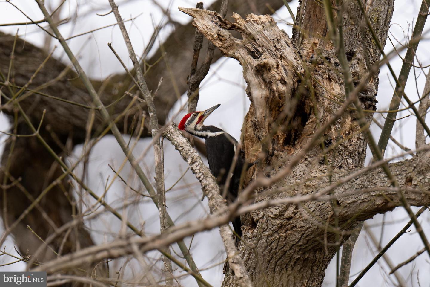STAGE COACH ROAD, WOODSTOCK, Virginia 22664, ,Land,For sale,STAGE COACH ROAD,VASH2011000 MLS # VASH2011000 STAGE COACH ROAD, WOODSTOCK, Virginia 22664, ,Land,For sale,STAGE COACH ROAD,VASH2011000 MLS # VASH2011000