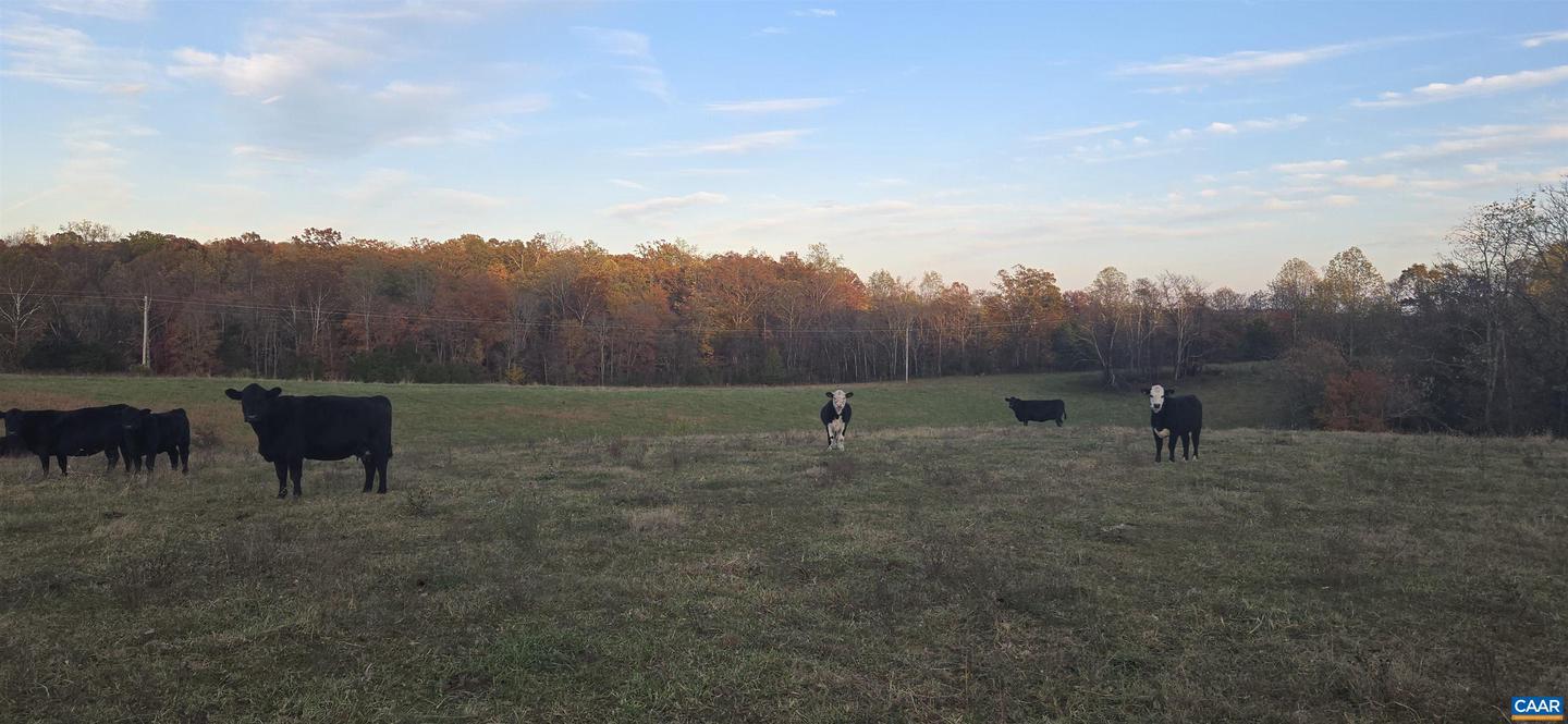 0 OCTONIA RD, STANARDSVILLE, Virginia 22973, ,Farm,For sale,0 OCTONIA RD,670773 MLS # 670773 0 OCTONIA RD, STANARDSVILLE, Virginia 22973, ,Farm,For sale,0 OCTONIA RD,670773 MLS # 670773