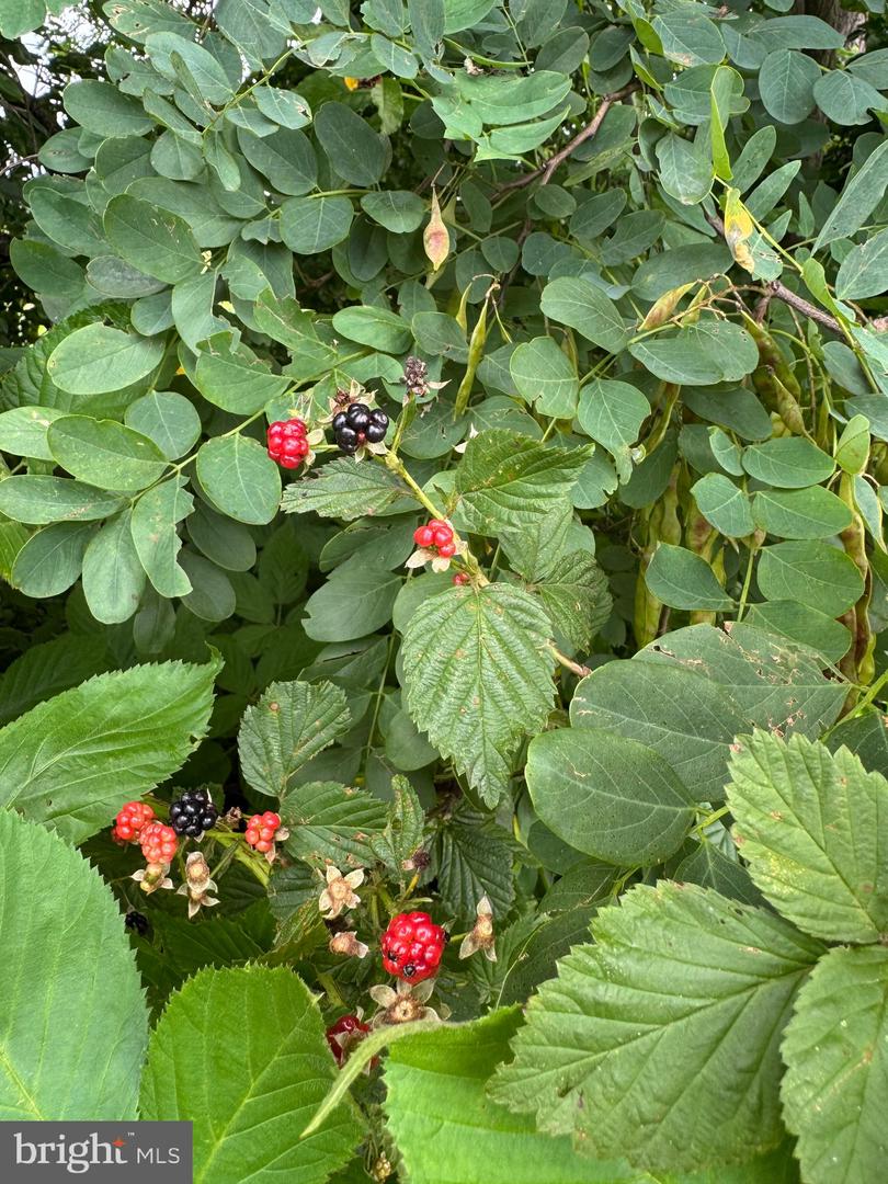 9195 WHITE SHOP, CULPEPER, Virginia 22701, 3 Bedrooms Bedrooms, ,2 BathroomsBathrooms,Residential,For sale,9195 WHITE SHOP,VACU2011206 MLS # VACU2011206 9195 WHITE SHOP, CULPEPER, Virginia 22701, 3 Bedrooms Bedrooms, ,2 BathroomsBathrooms,Residential,For sale,9195 WHITE SHOP,VACU2011206 MLS # VACU2011206