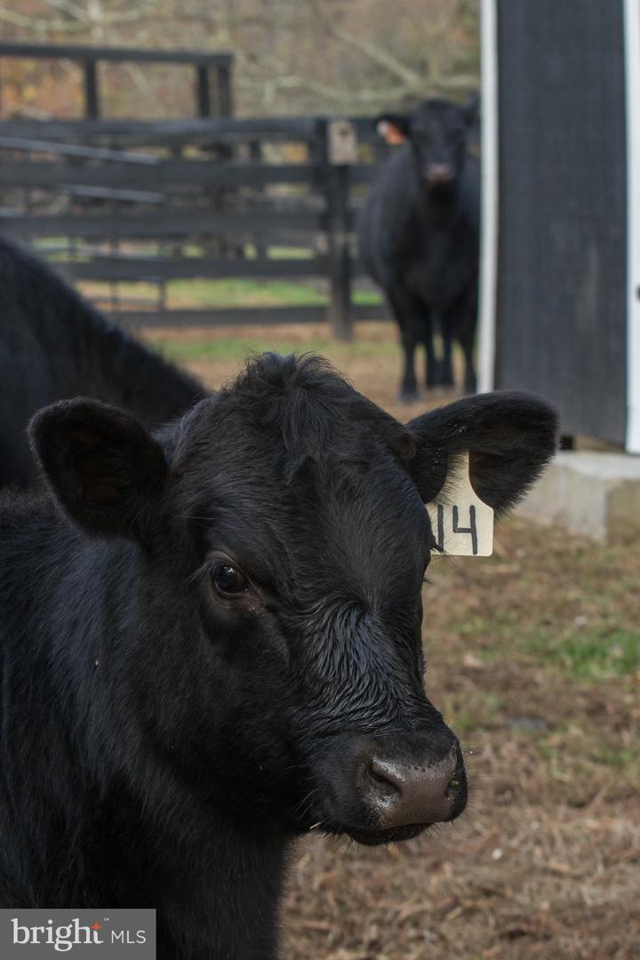 22857 CARTERS FARM LN, MIDDLEBURG, Virginia 20117, 3 Bedrooms Bedrooms, ,2 BathroomsBathrooms,Residential,For sale,22857 CARTERS FARM LN,VALO2110358 MLS # VALO2110358 22857 CARTERS FARM LN, MIDDLEBURG, Virginia 20117, 3 Bedrooms Bedrooms, ,2 BathroomsBathrooms,Residential,For sale,22857 CARTERS FARM LN,VALO2110358 MLS # VALO2110358