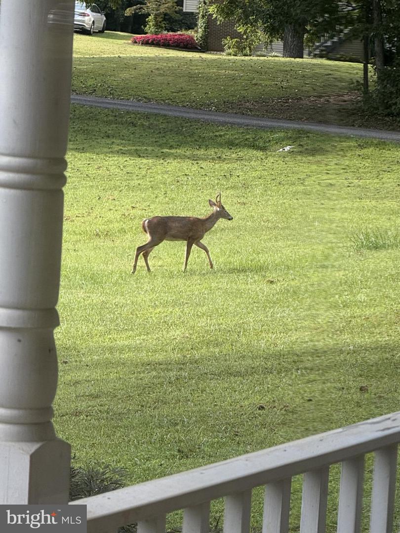 17705 JACKSON PINES LN, BRANDY STATION, Virginia 22714, 3 Bedrooms Bedrooms, ,2 BathroomsBathrooms,Residential,For sale,17705 JACKSON PINES LN,VACU2011982 MLS # VACU2011982 17705 JACKSON PINES LN, BRANDY STATION, Virginia 22714, 3 Bedrooms Bedrooms, ,2 BathroomsBathrooms,Residential,For sale,17705 JACKSON PINES LN,VACU2011982 MLS # VACU2011982