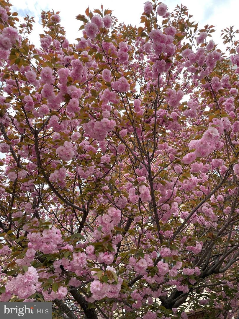 6631 DUNWICH WAY, ALEXANDRIA, Virginia 22315, 3 Bedrooms Bedrooms, ,3 BathroomsBathrooms,Residential,For sale,6631 DUNWICH WAY,VAFX2276546 MLS # VAFX2276546 6631 DUNWICH WAY, ALEXANDRIA, Virginia 22315, 3 Bedrooms Bedrooms, ,3 BathroomsBathrooms,Residential,For sale,6631 DUNWICH WAY,VAFX2276546 MLS # VAFX2276546