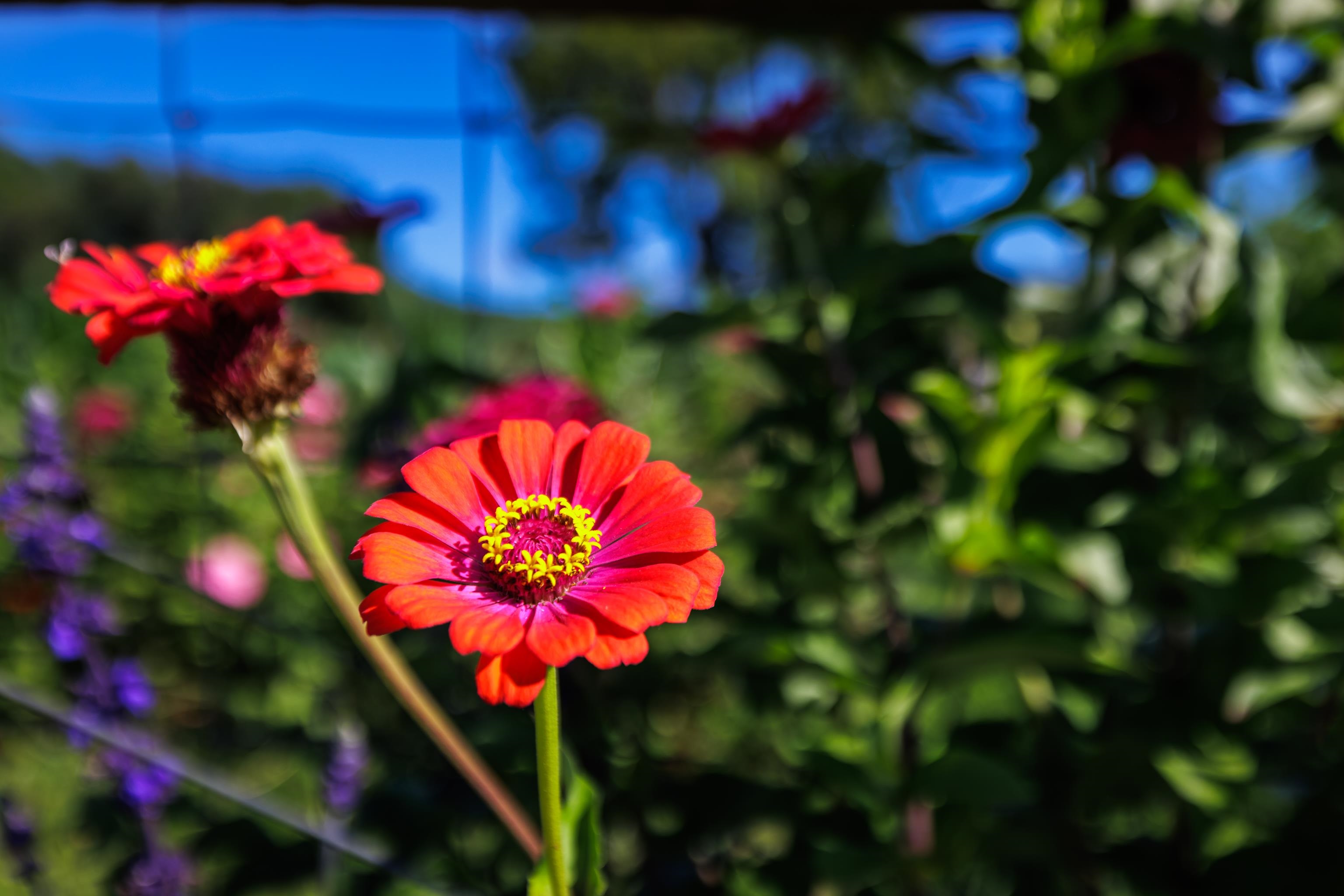 8016 REBEL LN, BRIDGEWATER, Virginia 22812, ,Land,8016 REBEL LN,669543 MLS # 669543