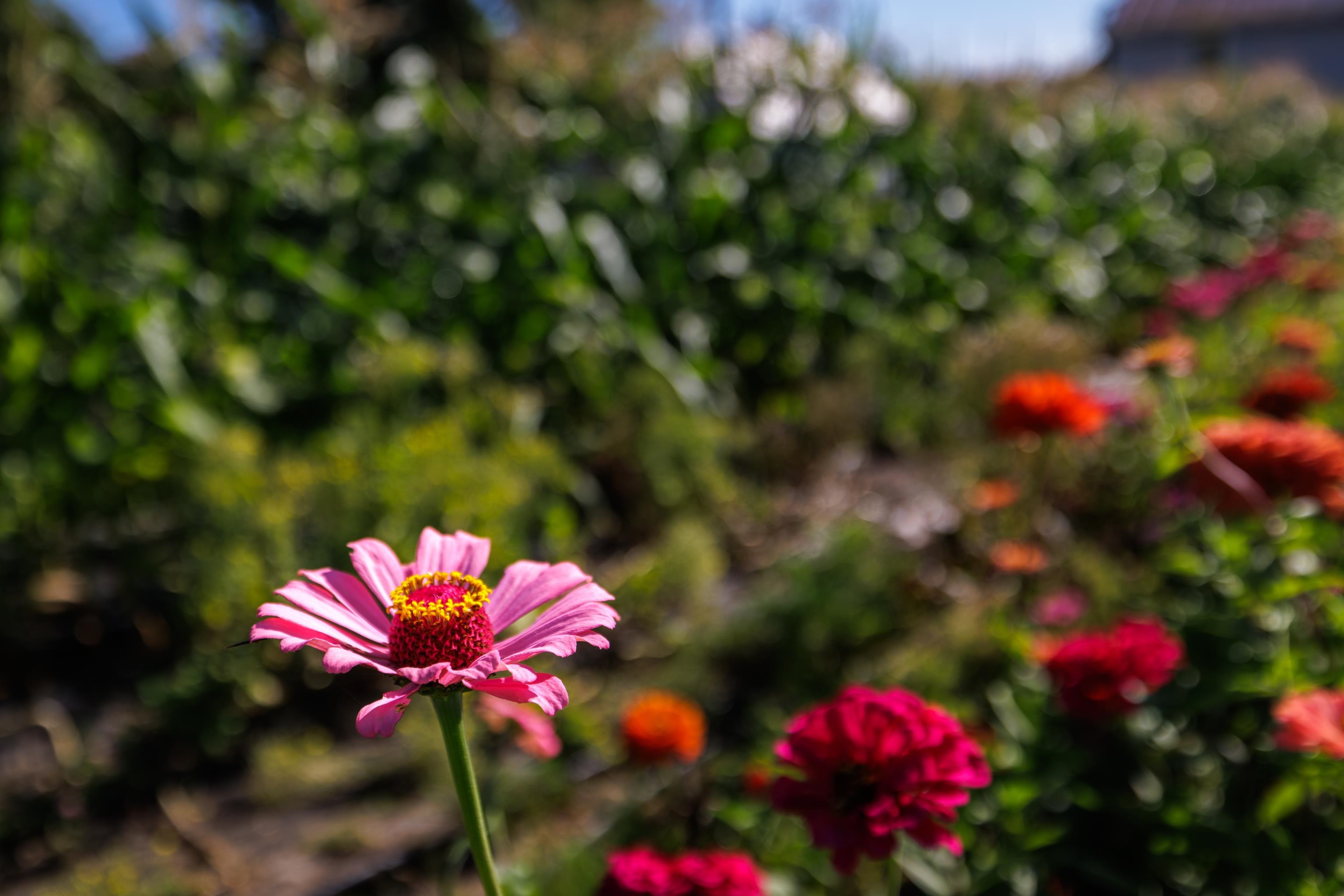 8016 REBEL LN, BRIDGEWATER, Virginia 22812, ,Land,8016 REBEL LN,669543 MLS # 669543