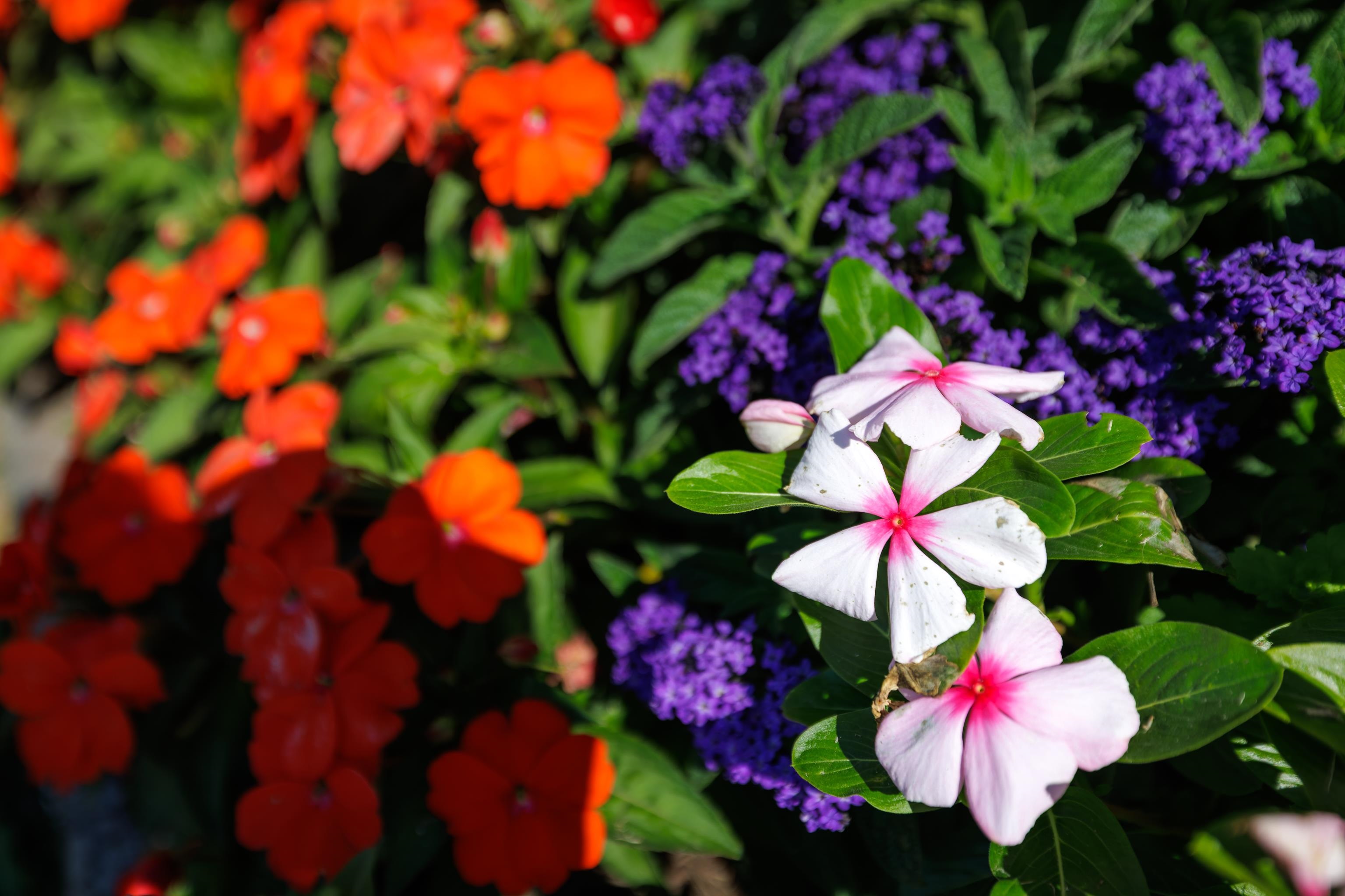 8016 REBEL LN, BRIDGEWATER, Virginia 22812, ,Land,8016 REBEL LN,669543 MLS # 669543