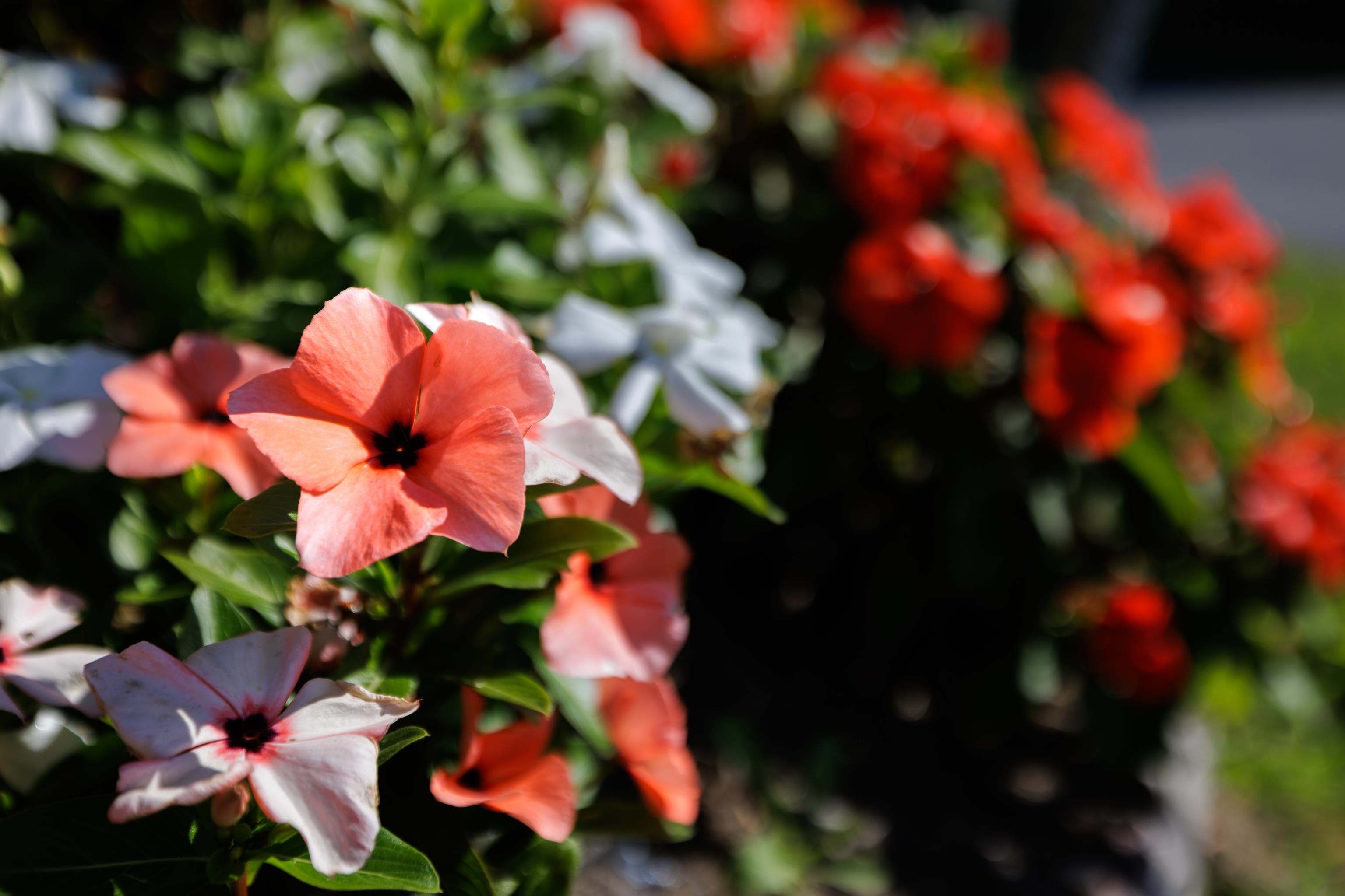 8016 REBEL LN, BRIDGEWATER, Virginia 22812, ,Land,8016 REBEL LN,669543 MLS # 669543