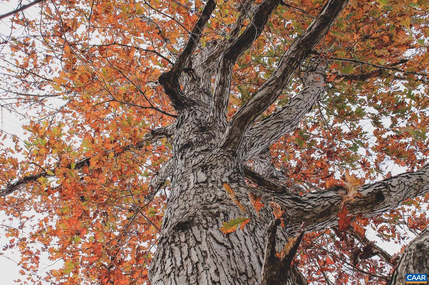 3785 ROLLING RD S, SCOTTSVILLE, Virginia 24590, 2 Bedrooms Bedrooms, ,1 BathroomBathrooms,Farm,For sale,3785 ROLLING RD S,670836 MLS # 670836 3785 ROLLING RD S, SCOTTSVILLE, Virginia 24590, 2 Bedrooms Bedrooms, ,1 BathroomBathrooms,Farm,For sale,3785 ROLLING RD S,670836 MLS # 670836