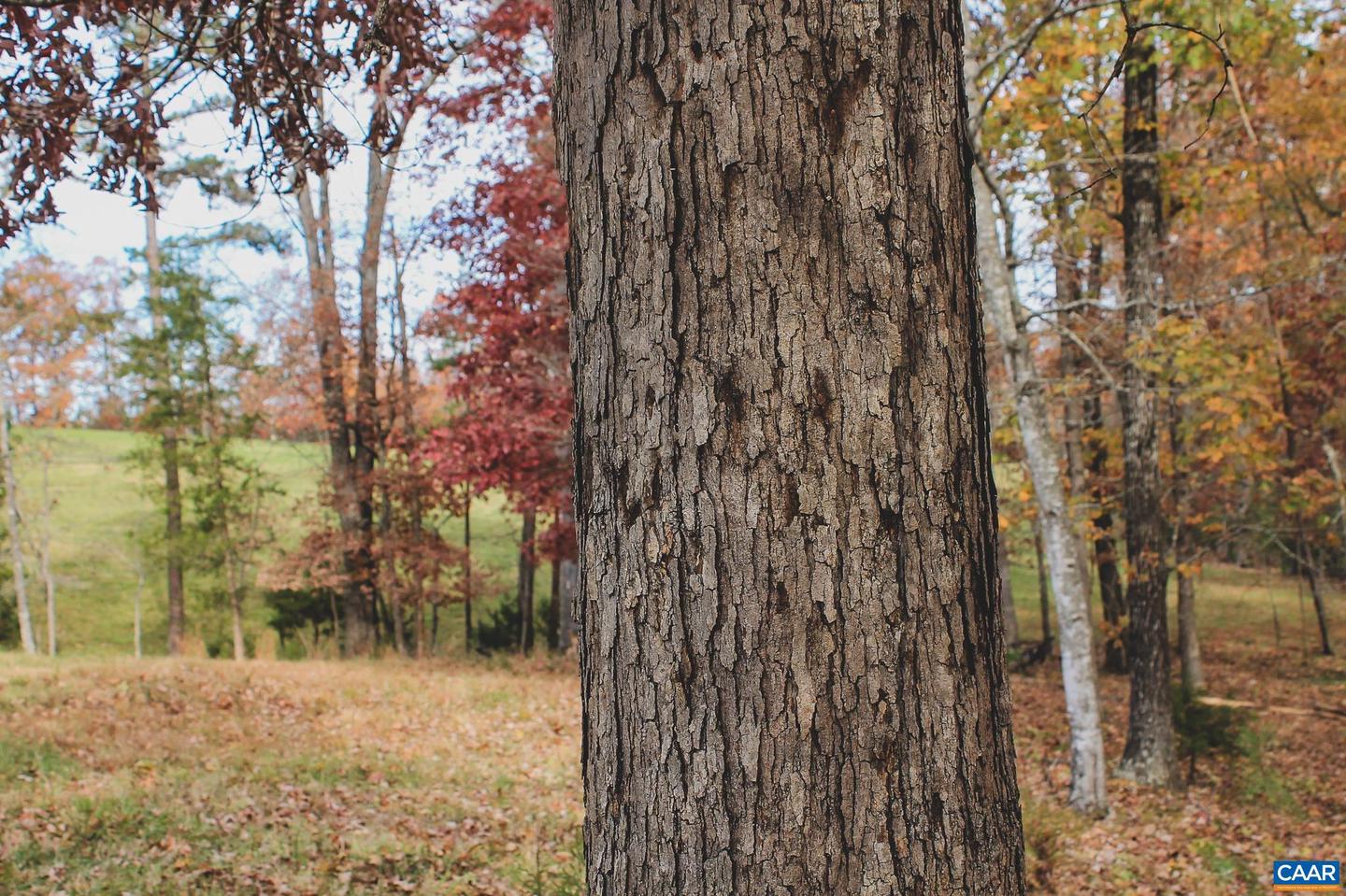 3785 ROLLING RD S, SCOTTSVILLE, Virginia 24590, 2 Bedrooms Bedrooms, ,1 BathroomBathrooms,Farm,For sale,3785 ROLLING RD S,670836 MLS # 670836 3785 ROLLING RD S, SCOTTSVILLE, Virginia 24590, 2 Bedrooms Bedrooms, ,1 BathroomBathrooms,Farm,For sale,3785 ROLLING RD S,670836 MLS # 670836