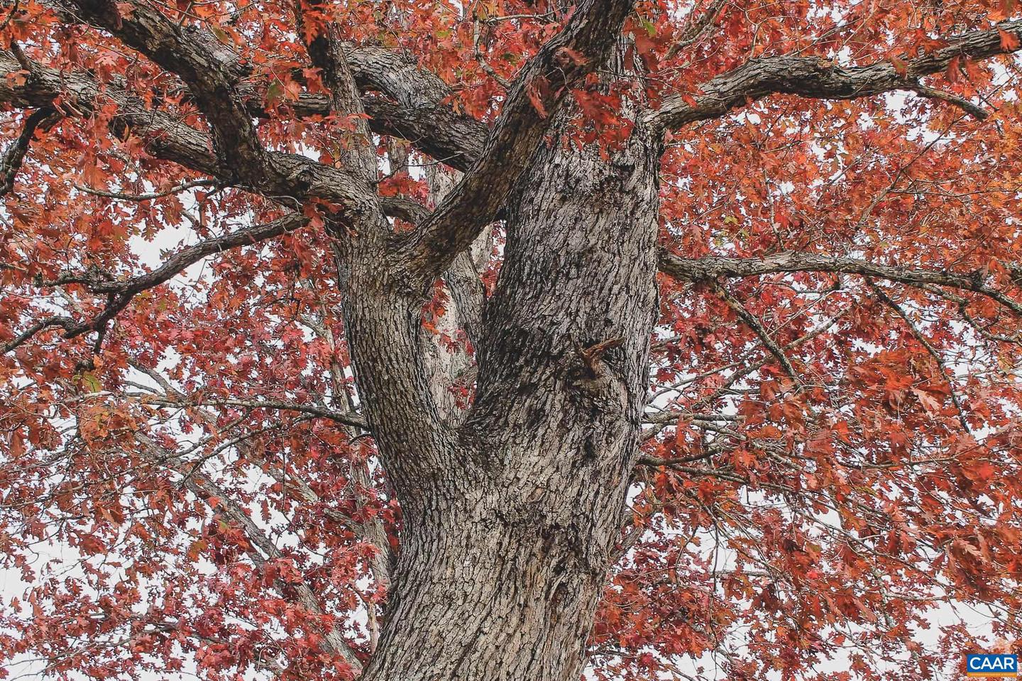 3785 ROLLING RD S, SCOTTSVILLE, Virginia 24590, 2 Bedrooms Bedrooms, ,1 BathroomBathrooms,Farm,For sale,3785 ROLLING RD S,670836 MLS # 670836 3785 ROLLING RD S, SCOTTSVILLE, Virginia 24590, 2 Bedrooms Bedrooms, ,1 BathroomBathrooms,Farm,For sale,3785 ROLLING RD S,670836 MLS # 670836