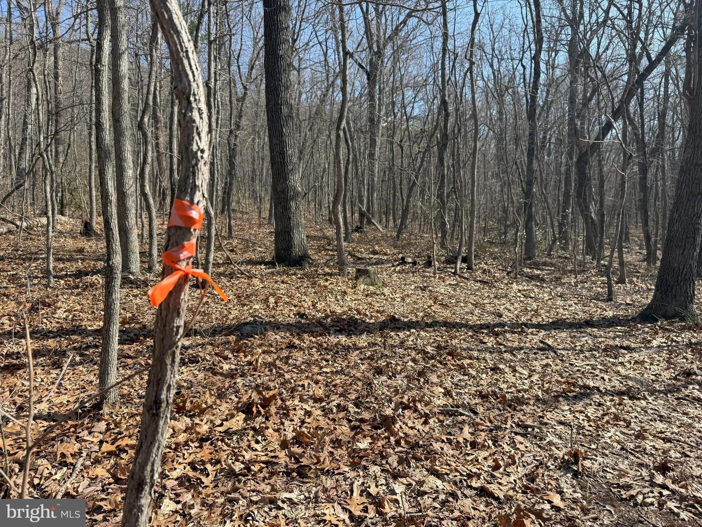 SHOTGUN SPRINGS, NEW MARKET, Virginia 22844, ,Land,For sale,SHOTGUN SPRINGS,VARO2002298 MLS # VARO2002298