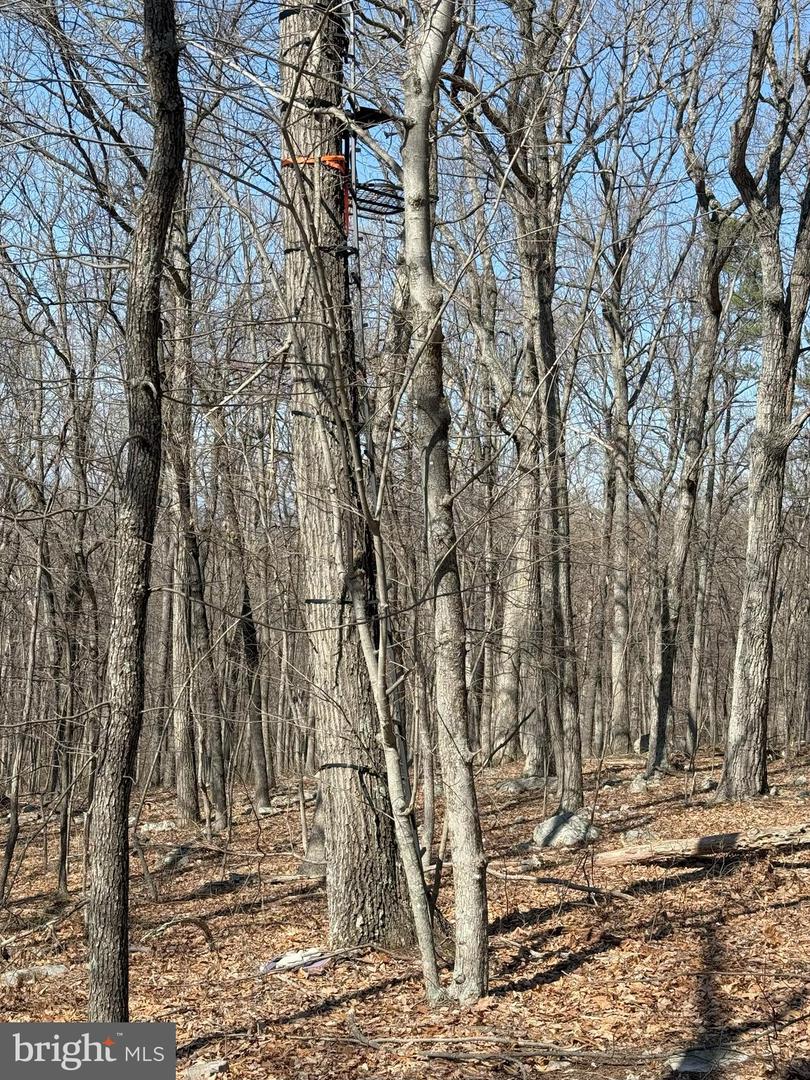 SHOTGUN SPRINGS, NEW MARKET, Virginia 22844, ,Land,For sale,SHOTGUN SPRINGS,VARO2002298 MLS # VARO2002298