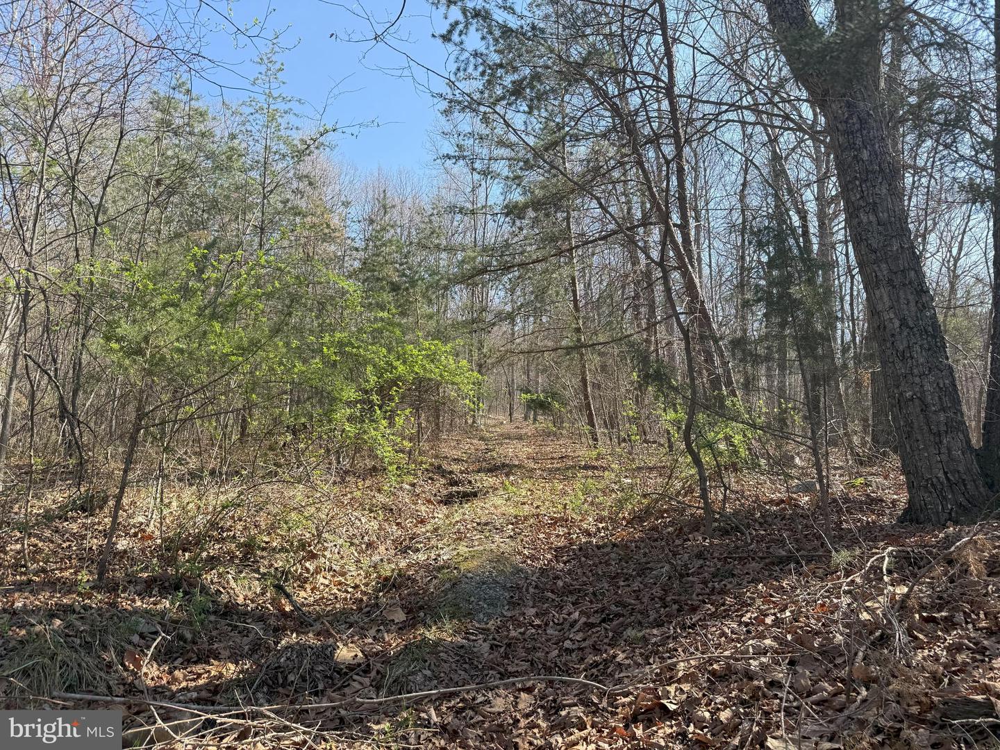 SHOTGUN SPRINGS, NEW MARKET, Virginia 22844, ,Land,For sale,SHOTGUN SPRINGS,VARO2002298 MLS # VARO2002298