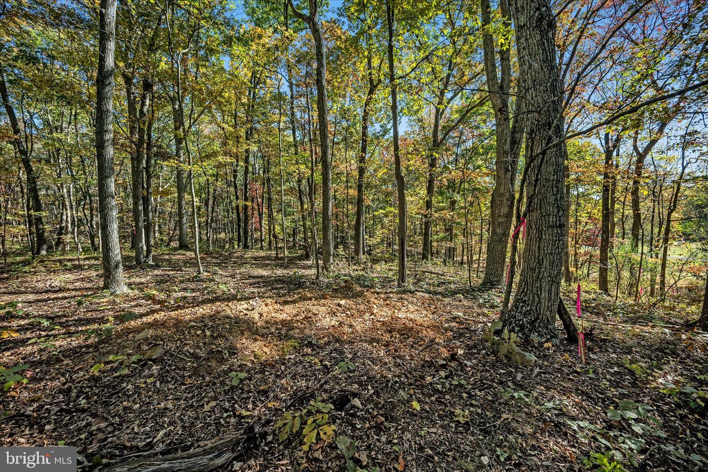 0 HEDRICK LN, WINCHESTER, Virginia 22602, ,Land,For sale,0 HEDRICK LN,VAFV2037912 MLS # VAFV2037912 0 HEDRICK LN, WINCHESTER, Virginia 22602, ,Land,For sale,0 HEDRICK LN,VAFV2037912 MLS # VAFV2037912