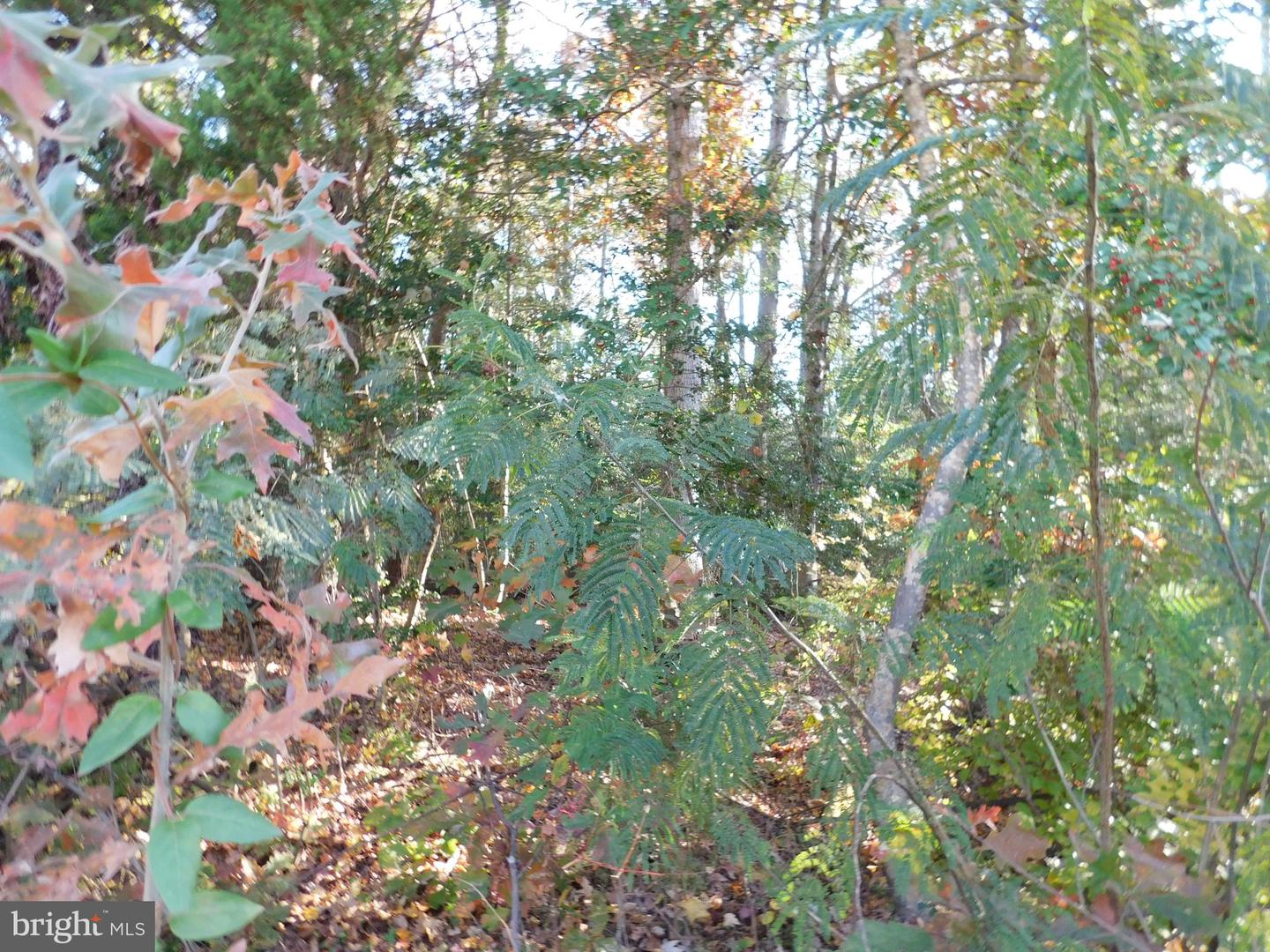 TN 10C 8 1 23 FOREST GROVE RD, COLONIAL BEACH, Virginia 22443, ,Land,For sale,TN 10C 8 1 23 FOREST GROVE RD,VAWE2010074 MLS # VAWE2010074