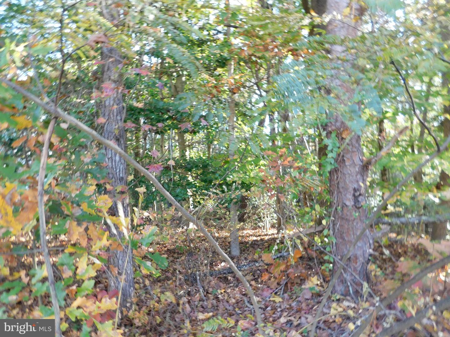 TN 10C 8 1 23 FOREST GROVE RD, COLONIAL BEACH, Virginia 22443, ,Land,For sale,TN 10C 8 1 23 FOREST GROVE RD,VAWE2010074 MLS # VAWE2010074