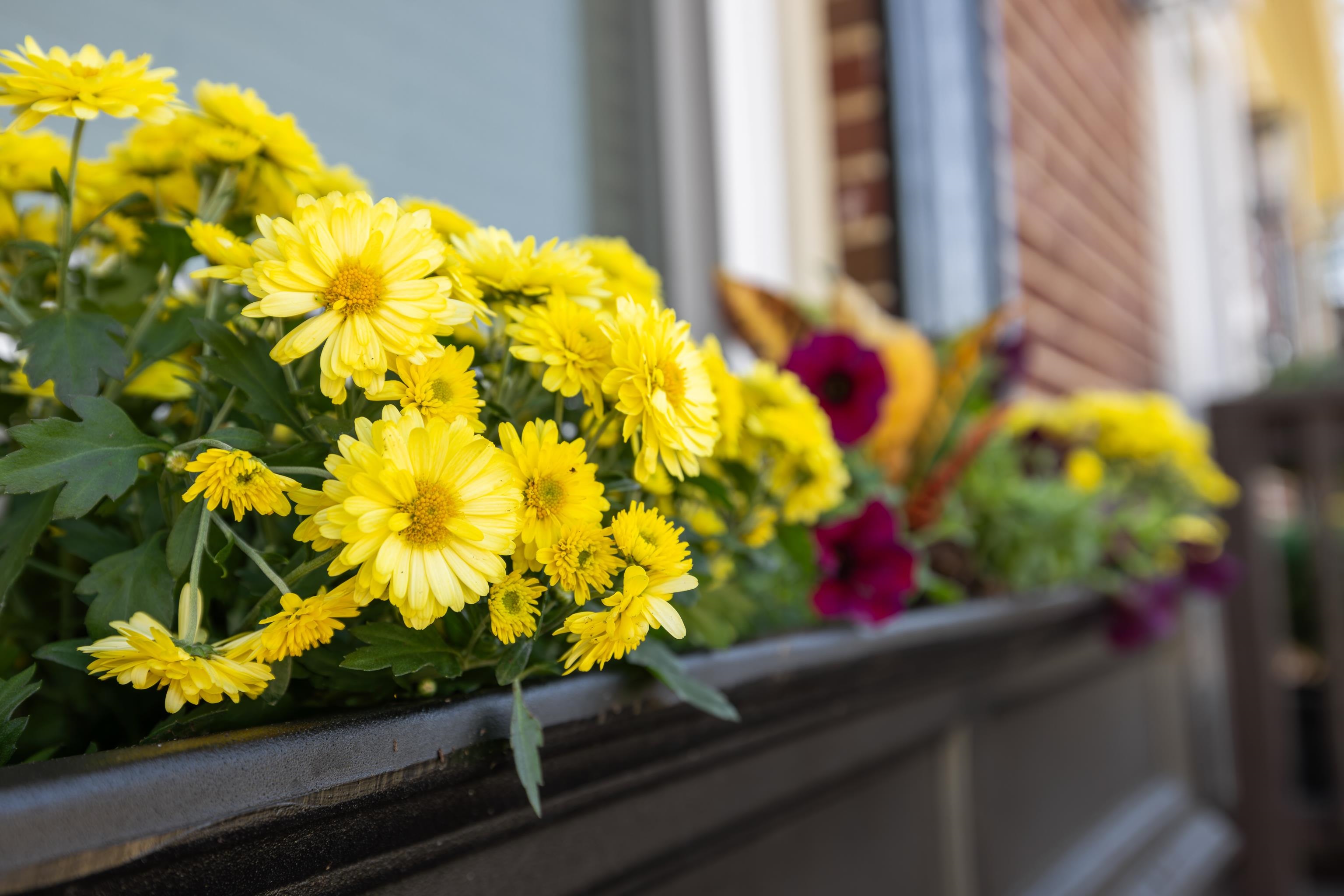 401 DUPONT AVE, STAUNTON, Virginia 24401, 3 Bedrooms Bedrooms, ,1 BathroomBathrooms,Residential,401 DUPONT AVE,670410 MLS # 670410 401 DUPONT AVE, STAUNTON, Virginia 24401, 3 Bedrooms Bedrooms, ,1 BathroomBathrooms,Residential,401 DUPONT AVE,670410 MLS # 670410