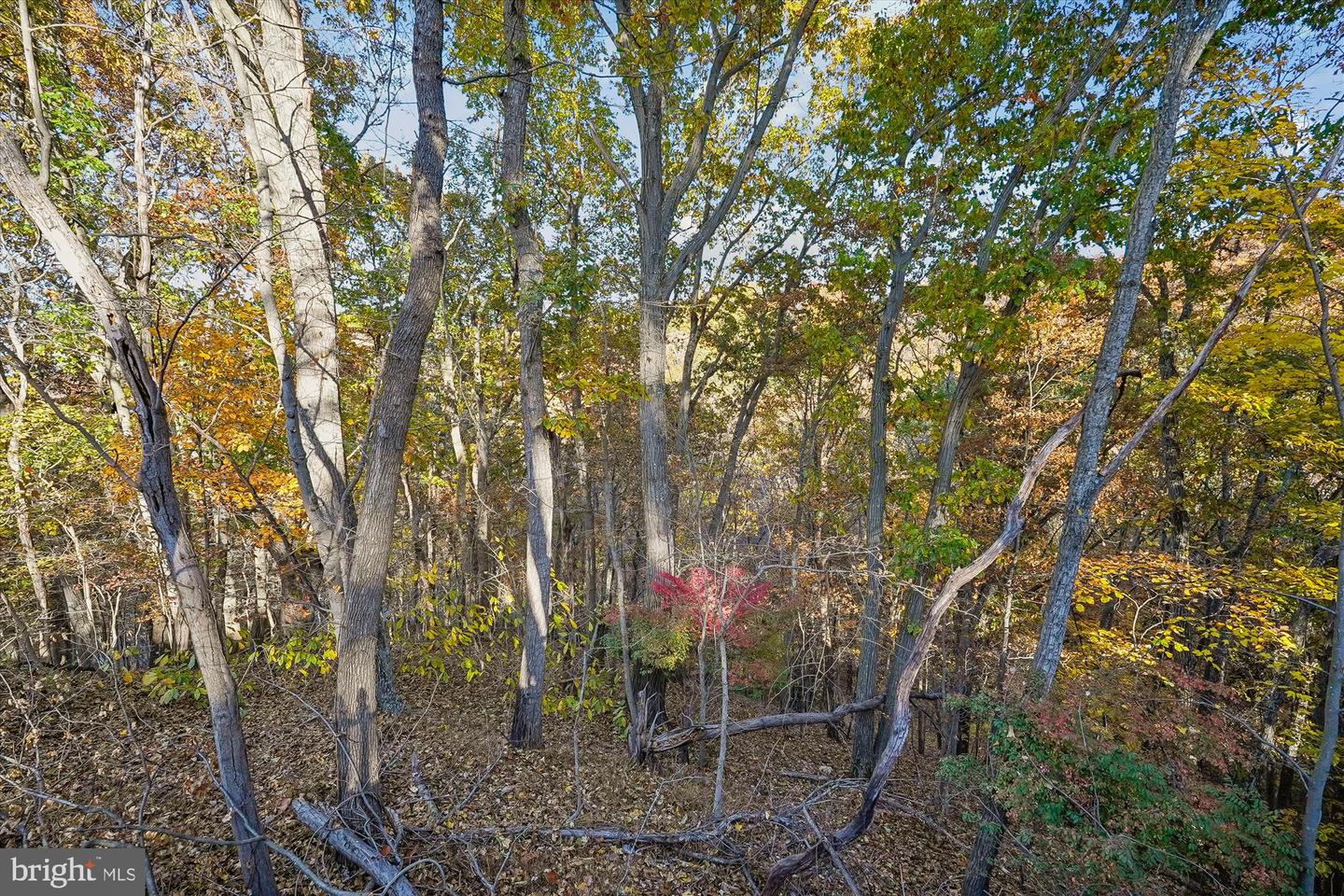 598 TIMBER LN, BLUEMONT, Virginia 20135, 2 Bedrooms Bedrooms, ,1 BathroomBathrooms,Residential,For sale,598 TIMBER LN,VACL2006198 MLS # VACL2006198 598 TIMBER LN, BLUEMONT, Virginia 20135, 2 Bedrooms Bedrooms, ,1 BathroomBathrooms,Residential,For sale,598 TIMBER LN,VACL2006198 MLS # VACL2006198