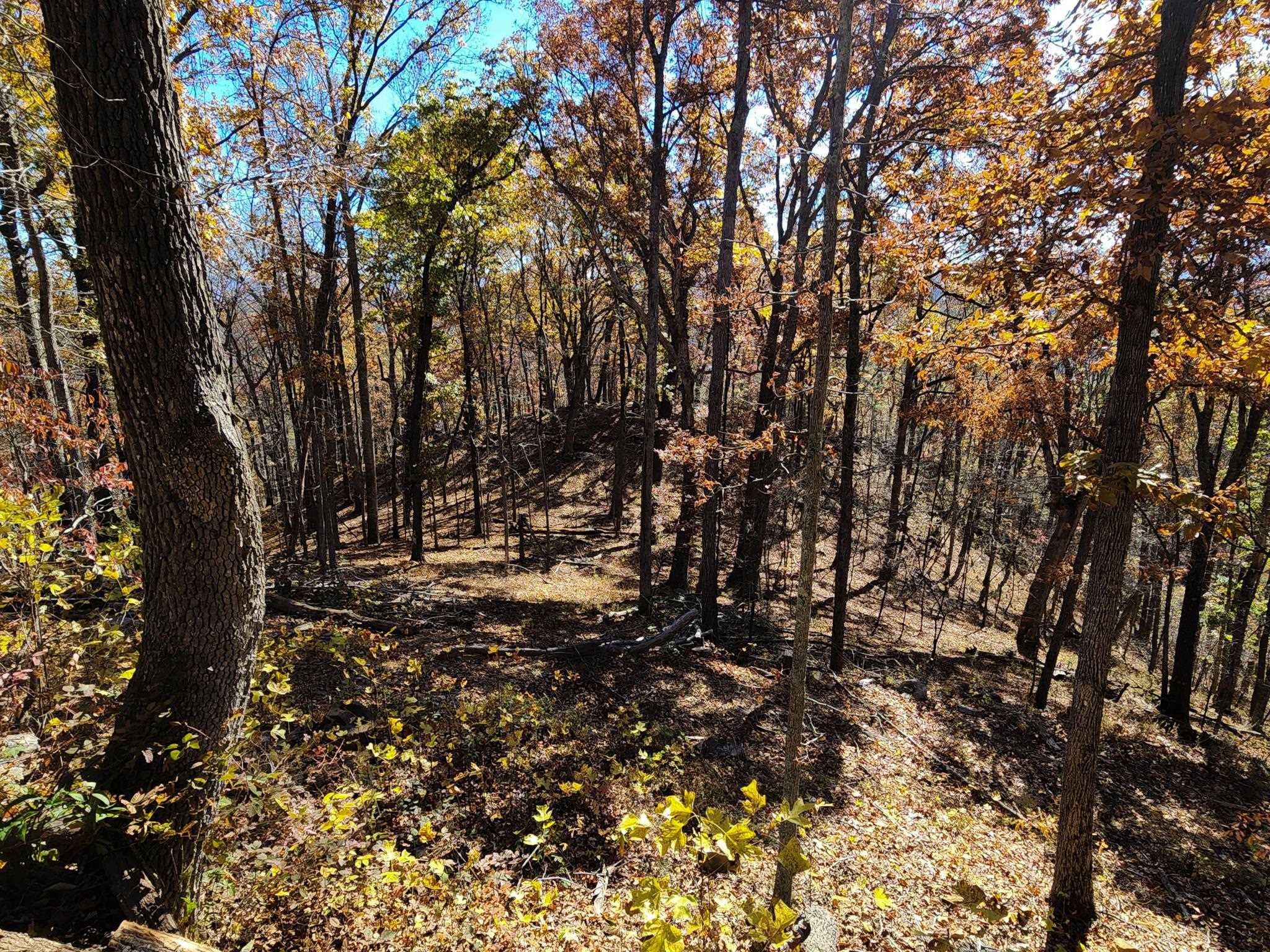 0 BIG RIVER RD, GOSHEN, Virginia 24439, ,Farm,0 BIG RIVER RD,670882 MLS # 670882