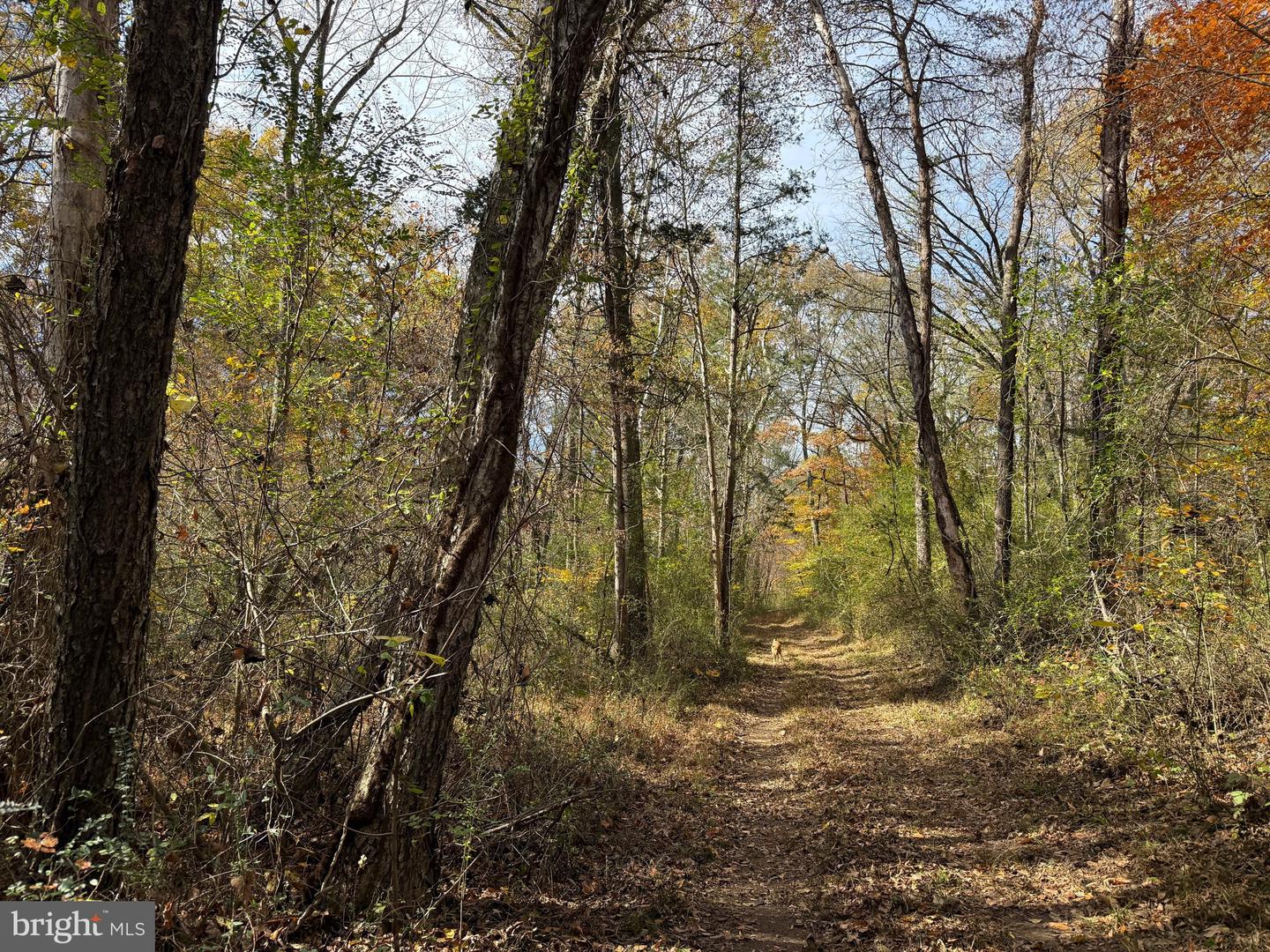 0 BRIDGEPORT RD, ARVONIA, Virginia 23004, ,Land,For sale,0 BRIDGEPORT RD,VABH2000236 MLS # VABH2000236 0 BRIDGEPORT RD, ARVONIA, Virginia 23004, ,Land,For sale,0 BRIDGEPORT RD,VABH2000236 MLS # VABH2000236