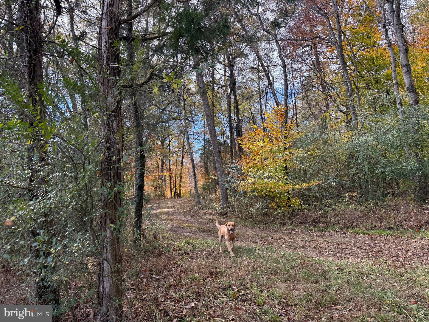 0 BRIDGEPORT RD, ARVONIA, Virginia 23004, ,Land,For sale,0 BRIDGEPORT RD,VABH2000236 MLS # VABH2000236 0 BRIDGEPORT RD, ARVONIA, Virginia 23004, ,Land,For sale,0 BRIDGEPORT RD,VABH2000236 MLS # VABH2000236