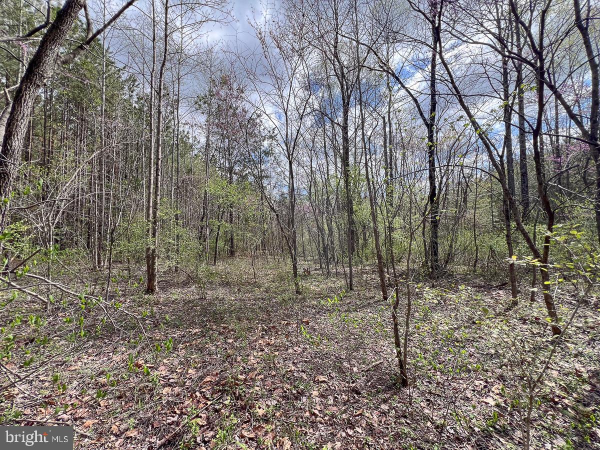 0 GILLIAM MILL RD, DILLWYN, Virginia 23936, ,Farm,For sale,0 GILLIAM MILL RD,VABH2000238 MLS # VABH2000238 0 GILLIAM MILL RD, DILLWYN, Virginia 23936, ,Farm,For sale,0 GILLIAM MILL RD,VABH2000238 MLS # VABH2000238