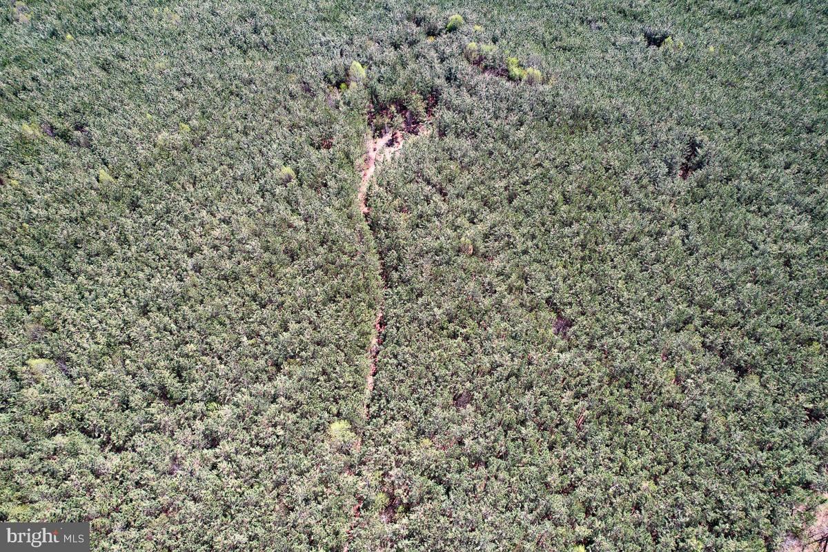 0 GILLIAM MILL RD, DILLWYN, Virginia 23936, ,Farm,For sale,0 GILLIAM MILL RD,VABH2000238 MLS # VABH2000238 0 GILLIAM MILL RD, DILLWYN, Virginia 23936, ,Farm,For sale,0 GILLIAM MILL RD,VABH2000238 MLS # VABH2000238