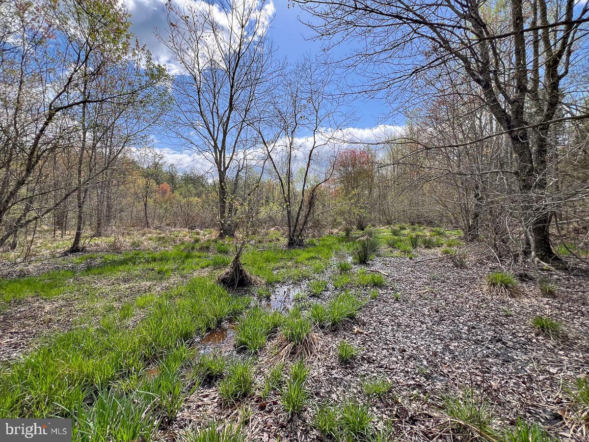 0 GILLIAM MILL RD, DILLWYN, Virginia 23936, ,Farm,For sale,0 GILLIAM MILL RD,VABH2000238 MLS # VABH2000238 0 GILLIAM MILL RD, DILLWYN, Virginia 23936, ,Farm,For sale,0 GILLIAM MILL RD,VABH2000238 MLS # VABH2000238