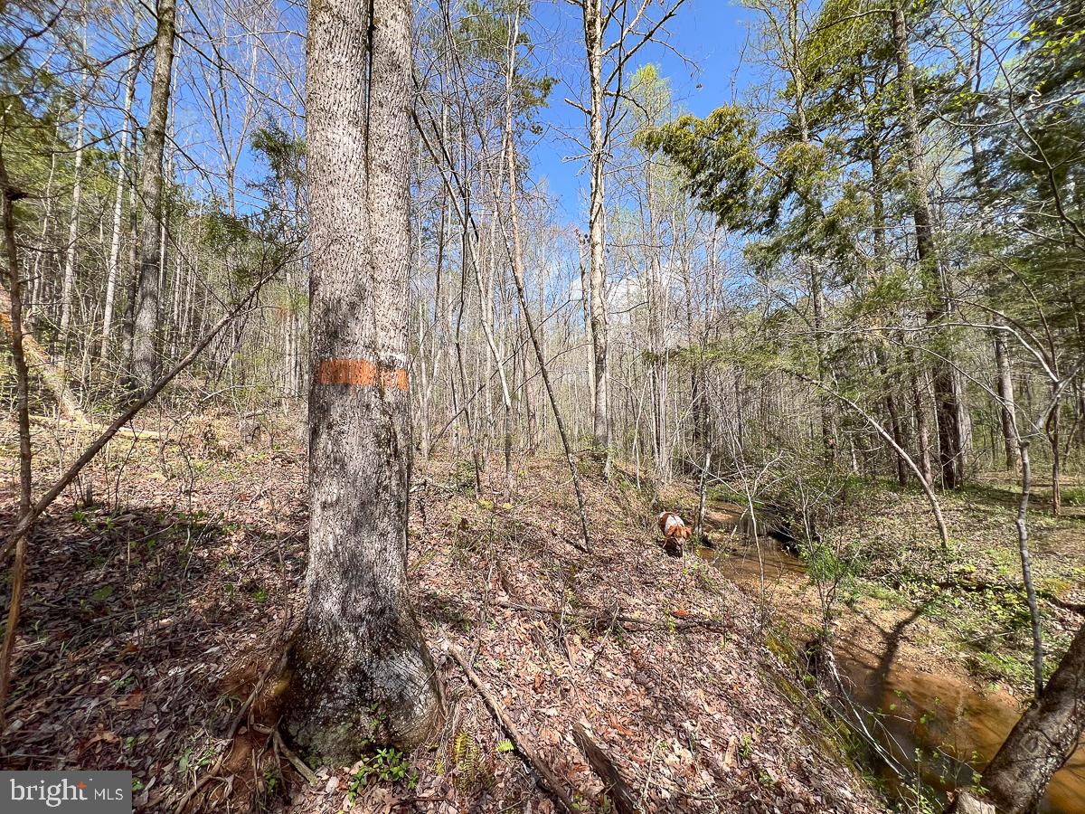 0 GILLIAM MILL RD, DILLWYN, Virginia 23936, ,Farm,For sale,0 GILLIAM MILL RD,VABH2000238 MLS # VABH2000238 0 GILLIAM MILL RD, DILLWYN, Virginia 23936, ,Farm,For sale,0 GILLIAM MILL RD,VABH2000238 MLS # VABH2000238