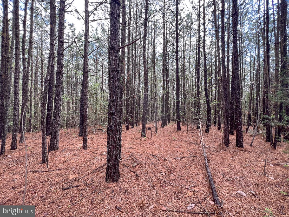 0 GILLIAM MILL RD, DILLWYN, Virginia 23936, ,Farm,For sale,0 GILLIAM MILL RD,VABH2000238 MLS # VABH2000238 0 GILLIAM MILL RD, DILLWYN, Virginia 23936, ,Farm,For sale,0 GILLIAM MILL RD,VABH2000238 MLS # VABH2000238