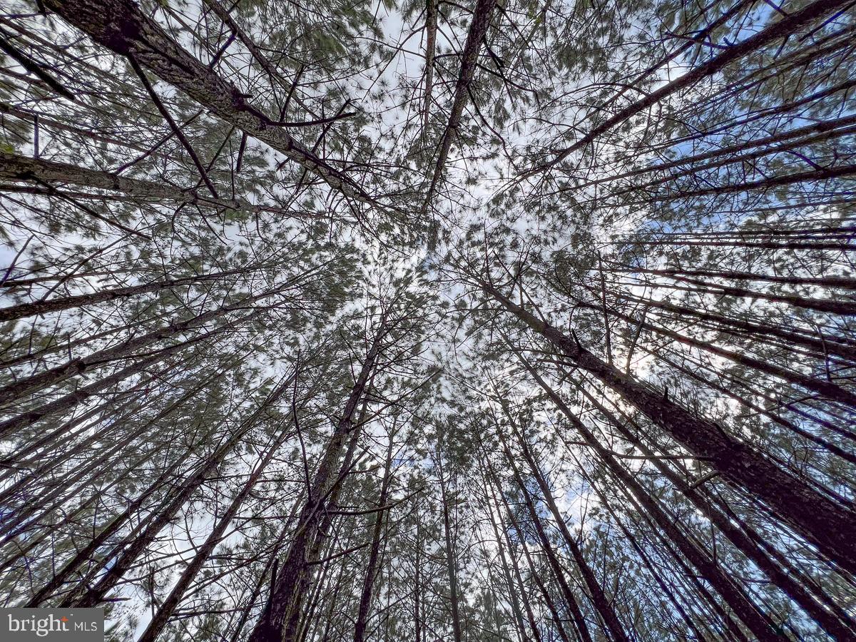 0 GILLIAM MILL RD, DILLWYN, Virginia 23936, ,Farm,For sale,0 GILLIAM MILL RD,VABH2000238 MLS # VABH2000238 0 GILLIAM MILL RD, DILLWYN, Virginia 23936, ,Farm,For sale,0 GILLIAM MILL RD,VABH2000238 MLS # VABH2000238