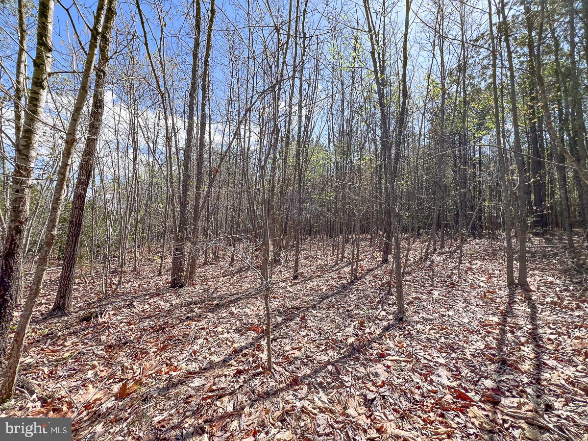 0 GILLIAM MILL RD, DILLWYN, Virginia 23936, ,Farm,For sale,0 GILLIAM MILL RD,VABH2000238 MLS # VABH2000238 0 GILLIAM MILL RD, DILLWYN, Virginia 23936, ,Farm,For sale,0 GILLIAM MILL RD,VABH2000238 MLS # VABH2000238