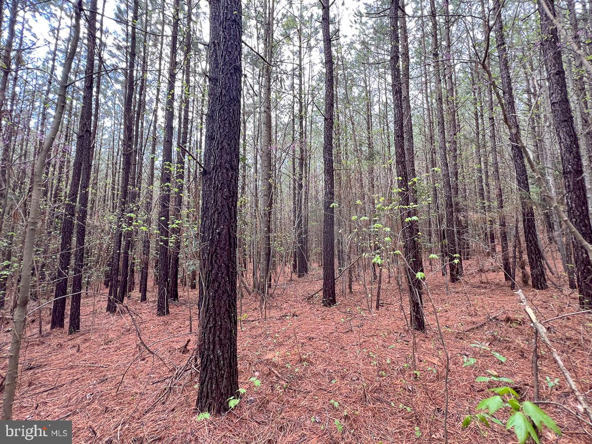 0 GILLIAM MILL RD, DILLWYN, Virginia 23936, ,Farm,For sale,0 GILLIAM MILL RD,VABH2000238 MLS # VABH2000238 0 GILLIAM MILL RD, DILLWYN, Virginia 23936, ,Farm,For sale,0 GILLIAM MILL RD,VABH2000238 MLS # VABH2000238