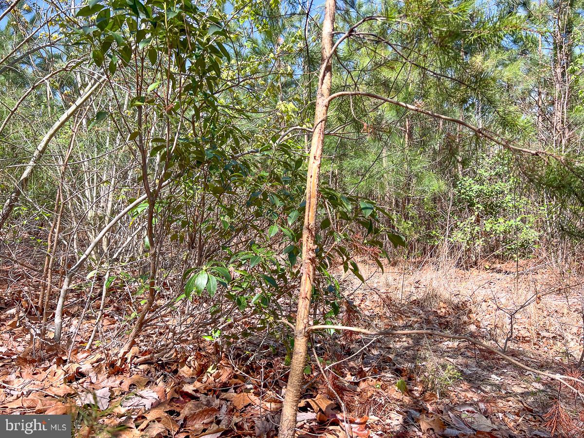 0 GILLIAM MILL RD, DILLWYN, Virginia 23936, ,Farm,For sale,0 GILLIAM MILL RD,VABH2000238 MLS # VABH2000238 0 GILLIAM MILL RD, DILLWYN, Virginia 23936, ,Farm,For sale,0 GILLIAM MILL RD,VABH2000238 MLS # VABH2000238