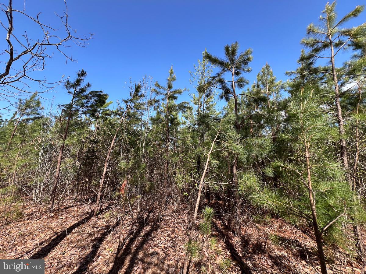 0 GILLIAM MILL RD, DILLWYN, Virginia 23936, ,Farm,For sale,0 GILLIAM MILL RD,VABH2000238 MLS # VABH2000238 0 GILLIAM MILL RD, DILLWYN, Virginia 23936, ,Farm,For sale,0 GILLIAM MILL RD,VABH2000238 MLS # VABH2000238