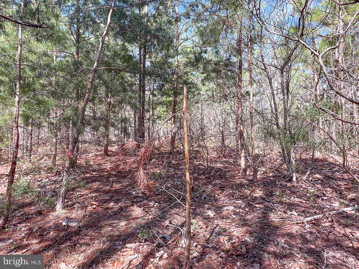 0 GILLIAM MILL RD, DILLWYN, Virginia 23936, ,Farm,For sale,0 GILLIAM MILL RD,VABH2000238 MLS # VABH2000238 0 GILLIAM MILL RD, DILLWYN, Virginia 23936, ,Farm,For sale,0 GILLIAM MILL RD,VABH2000238 MLS # VABH2000238