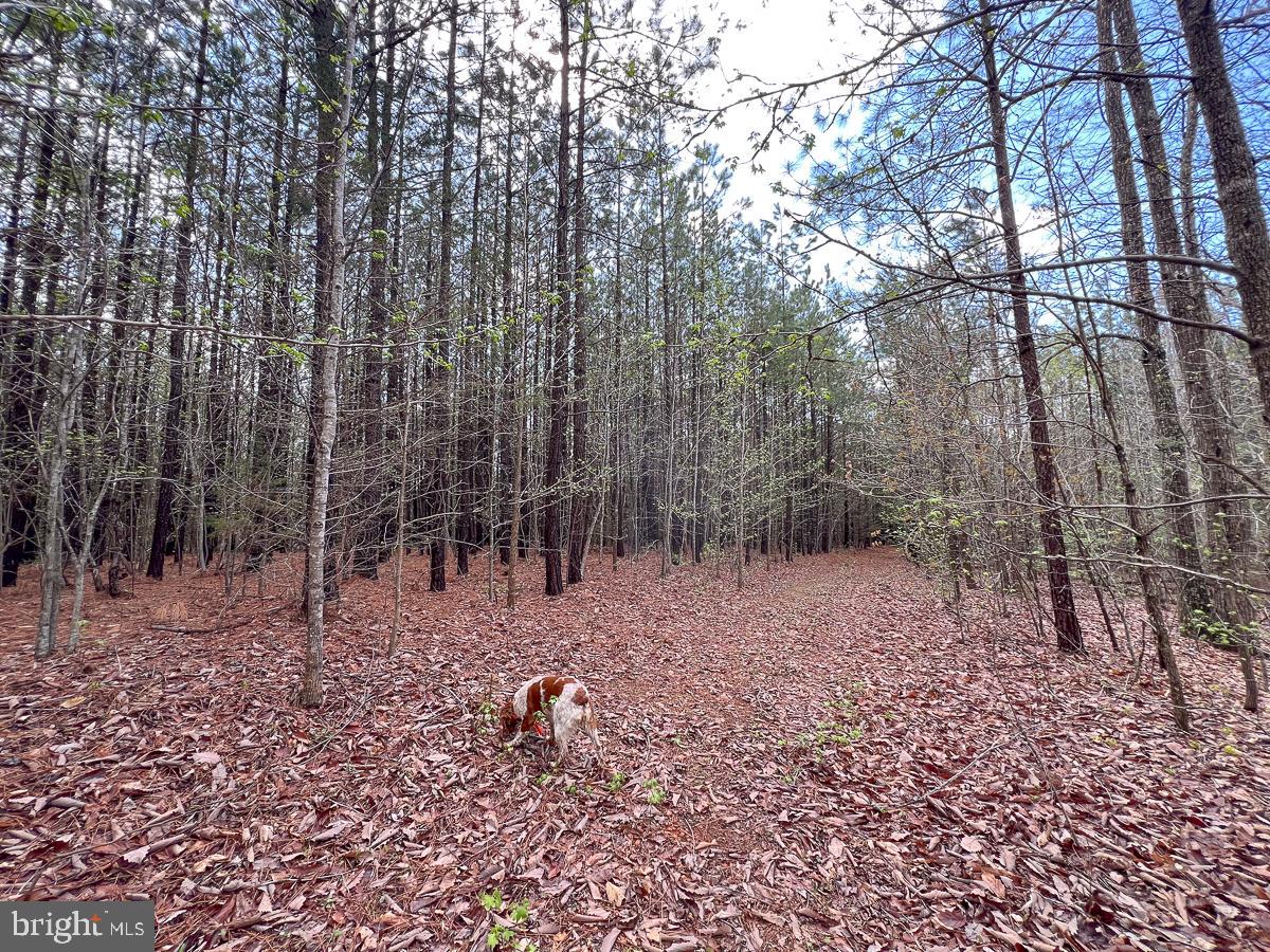 0 GILLIAM MILL RD, DILLWYN, Virginia 23936, ,Farm,For sale,0 GILLIAM MILL RD,VABH2000238 MLS # VABH2000238 0 GILLIAM MILL RD, DILLWYN, Virginia 23936, ,Farm,For sale,0 GILLIAM MILL RD,VABH2000238 MLS # VABH2000238