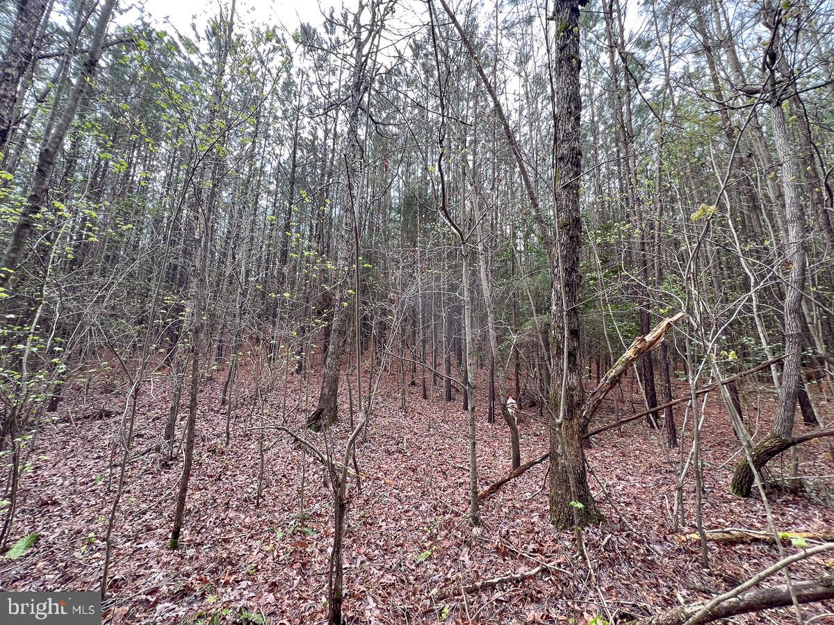 0 GILLIAM MILL RD, DILLWYN, Virginia 23936, ,Farm,For sale,0 GILLIAM MILL RD,VABH2000238 MLS # VABH2000238 0 GILLIAM MILL RD, DILLWYN, Virginia 23936, ,Farm,For sale,0 GILLIAM MILL RD,VABH2000238 MLS # VABH2000238