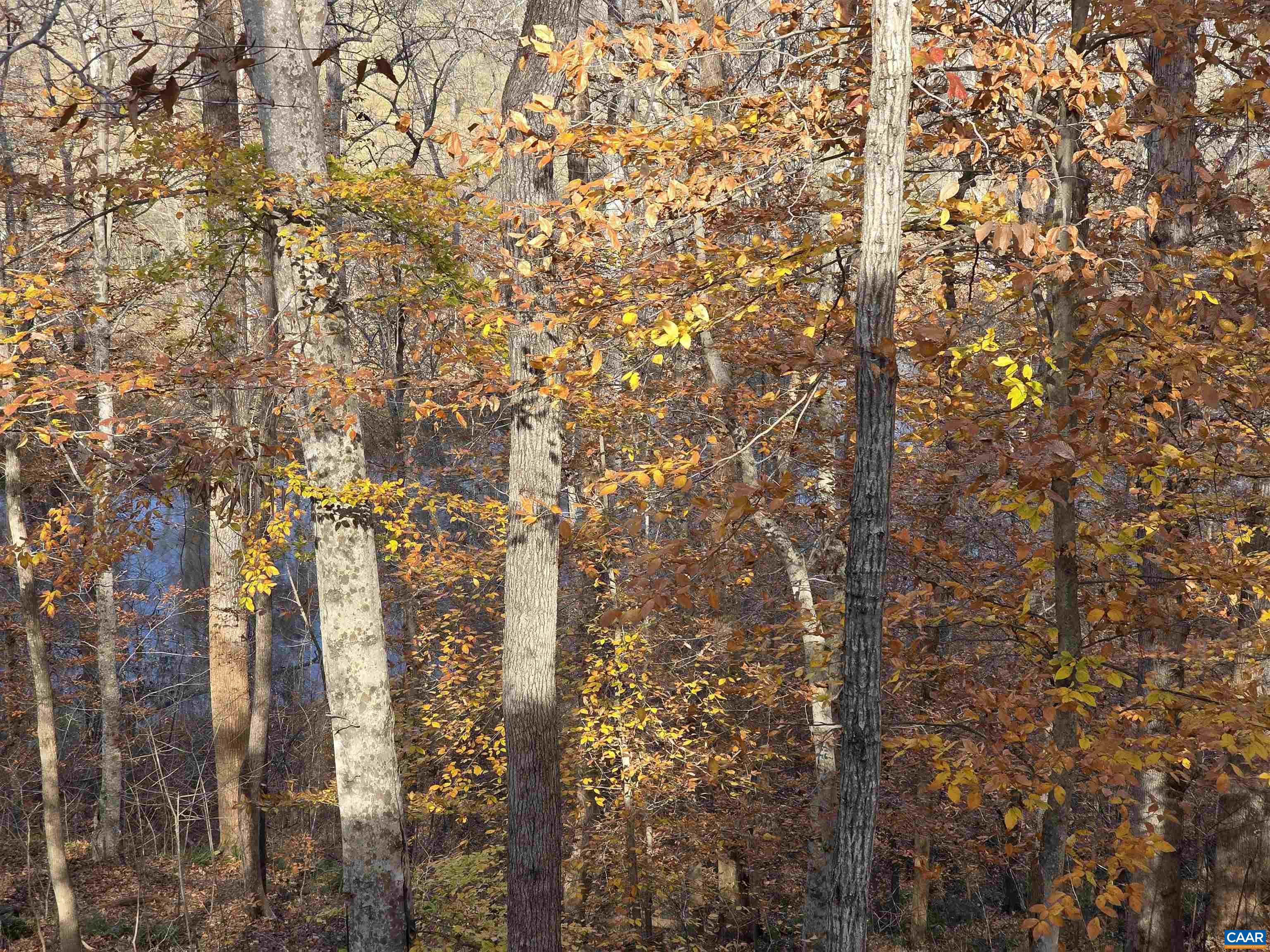 60 CHIPPEWA LN, PALMYRA, Virginia 22963, 3 Bedrooms Bedrooms, ,2 BathroomsBathrooms,Residential,60 CHIPPEWA LN,670877 MLS # 670877 60 CHIPPEWA LN, PALMYRA, Virginia 22963, 3 Bedrooms Bedrooms, ,2 BathroomsBathrooms,Residential,60 CHIPPEWA LN,670877 MLS # 670877