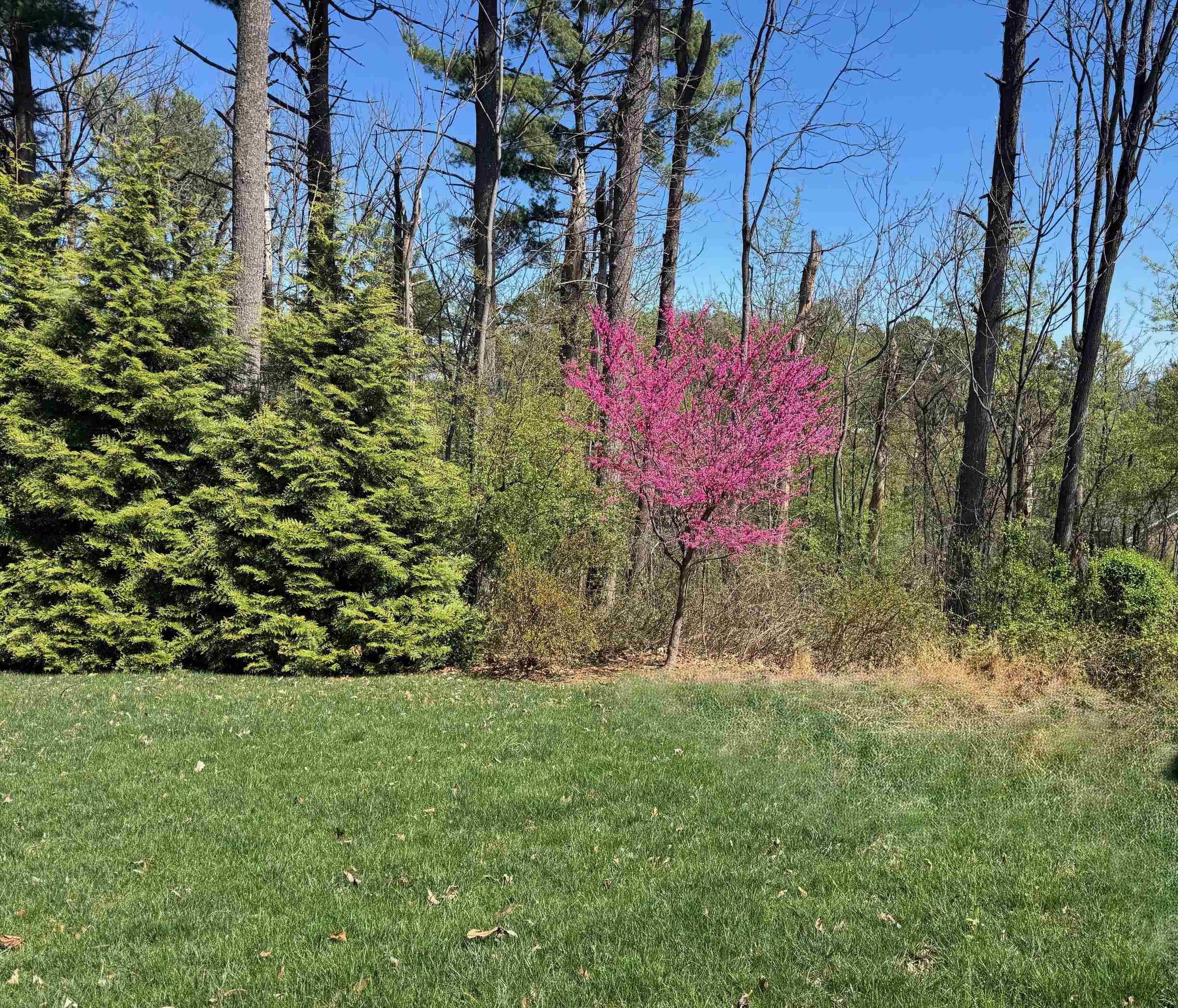 124 STEEPLECHASE DR, PENN LAIRD, Virginia 22846, 5 Bedrooms Bedrooms, ,2 BathroomsBathrooms,Residential,124 STEEPLECHASE DR,670883 MLS # 670883