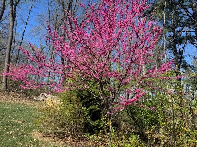 124 STEEPLECHASE DR, PENN LAIRD, Virginia 22846, 5 Bedrooms Bedrooms, ,2 BathroomsBathrooms,Residential,124 STEEPLECHASE DR,670883 MLS # 670883