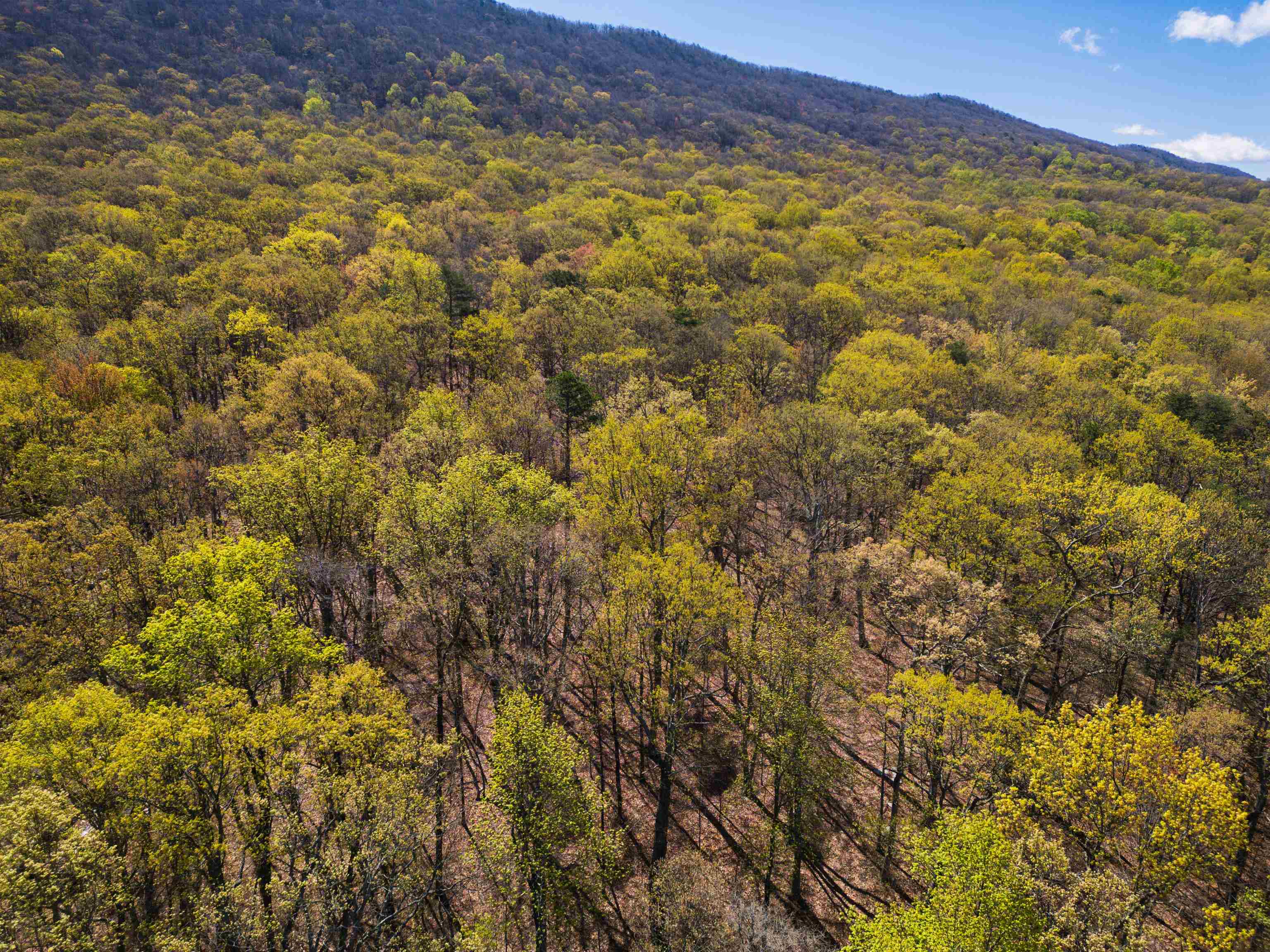 TBD SHOTGUN SPRING RD, NEW MARKET, Virginia 22844, ,Land,TBD SHOTGUN SPRING RD,670917 MLS # 670917