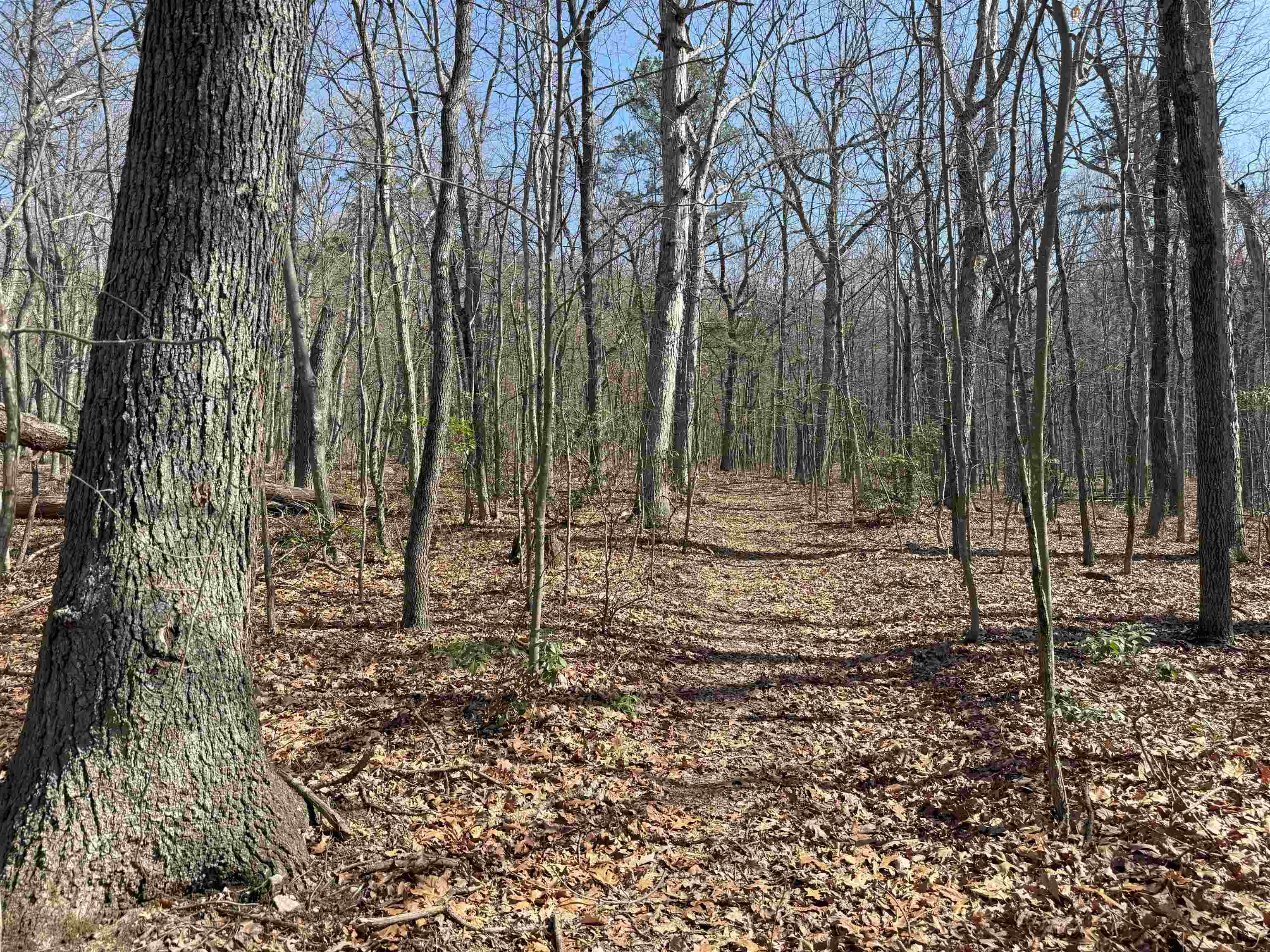 TBD SHOTGUN SPRING RD, NEW MARKET, Virginia 22844, ,Land,TBD SHOTGUN SPRING RD,670917 MLS # 670917