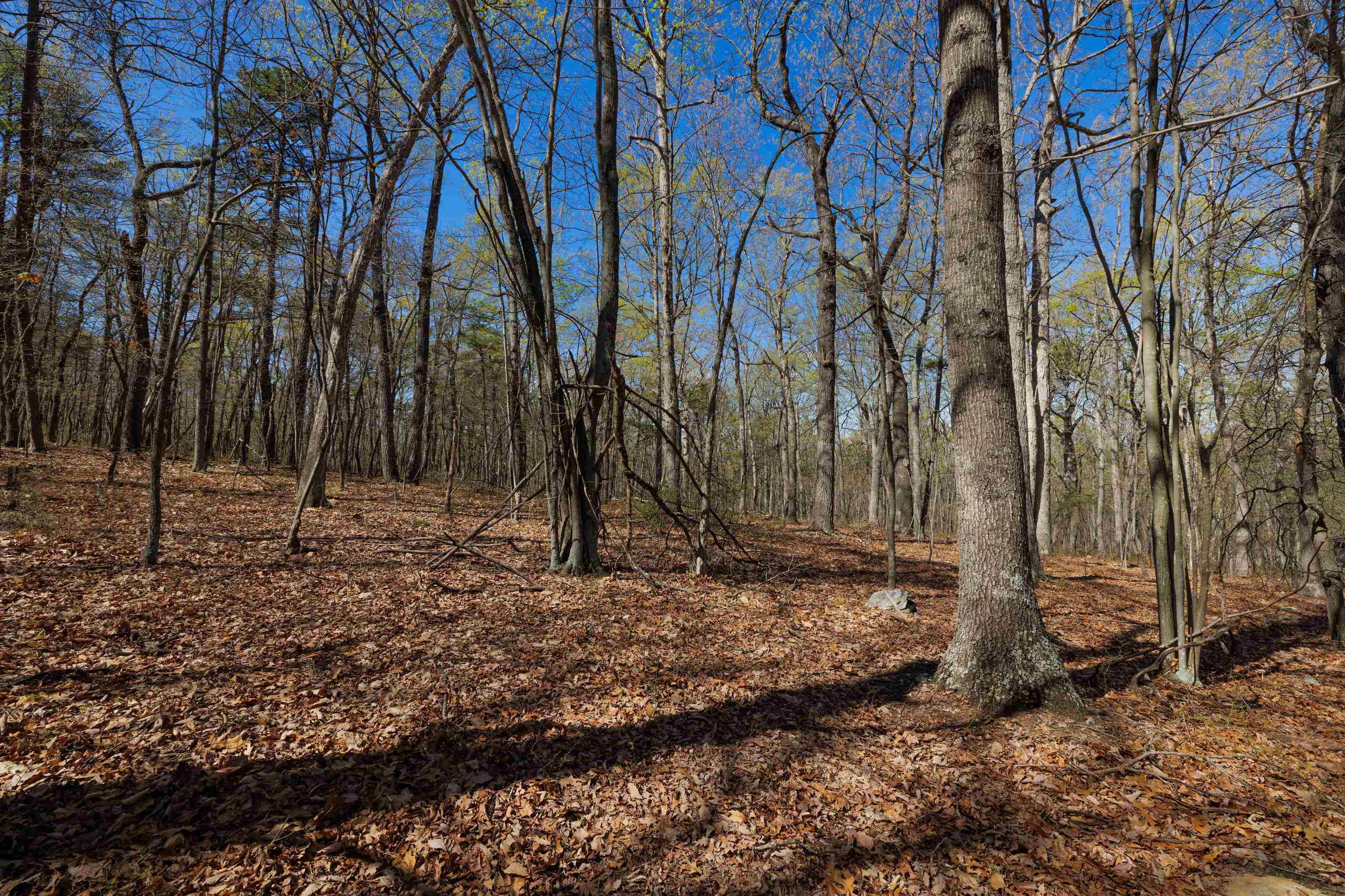 TBD SHOTGUN SPRING RD, NEW MARKET, Virginia 22844, ,Land,TBD SHOTGUN SPRING RD,670917 MLS # 670917